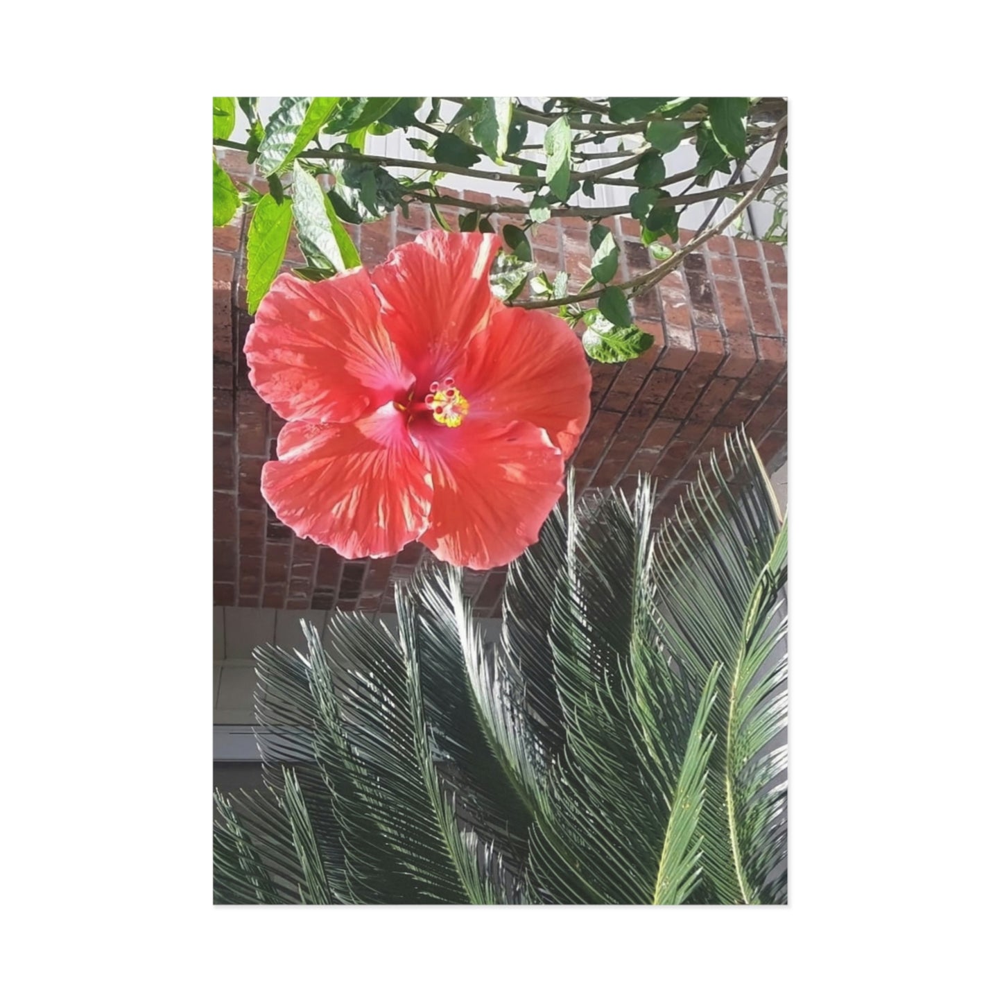 Peach Hibiscus Flower Fine Art Postcards