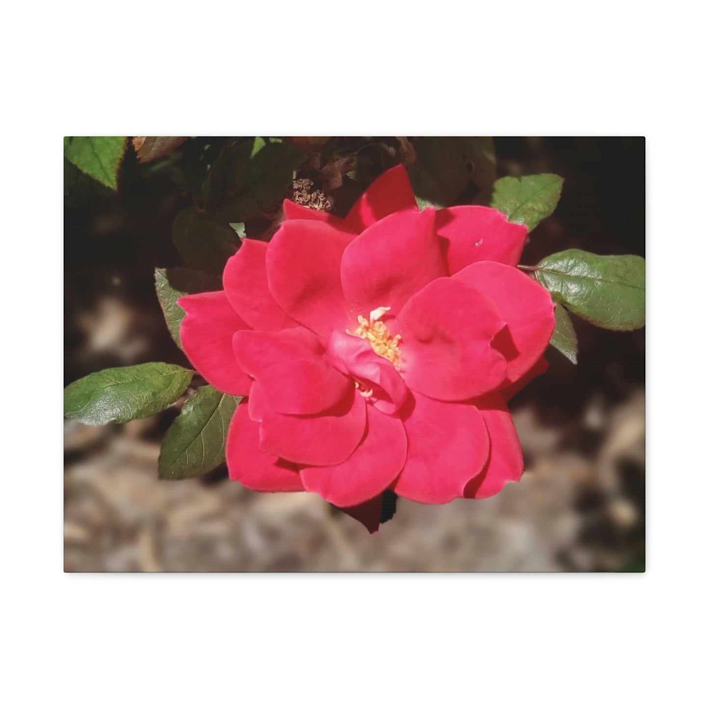 Knockout | Wall Art Print | High Bloom Collection | Life By Ortavia