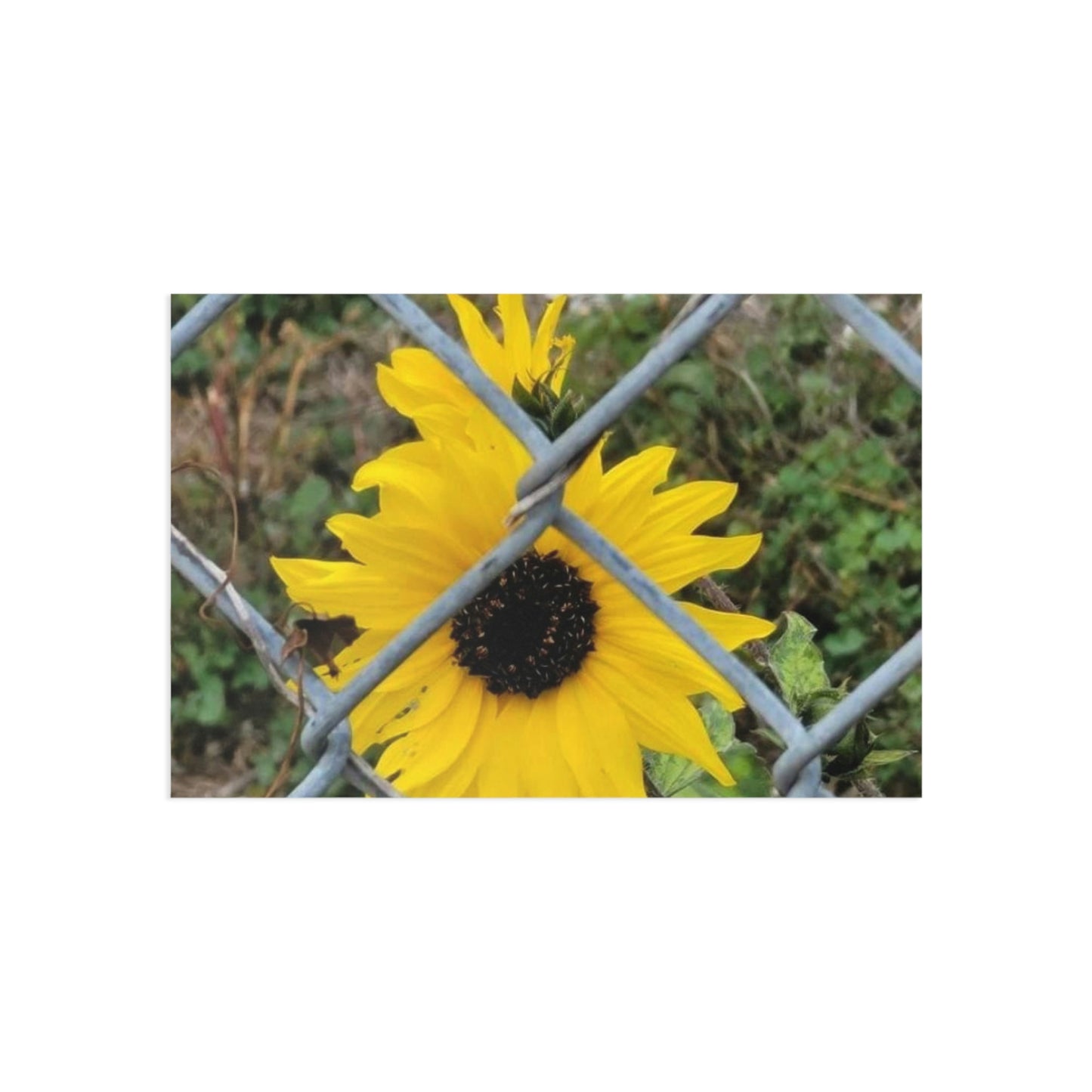 Sunflower Behind A Fence Fine Art Postcards