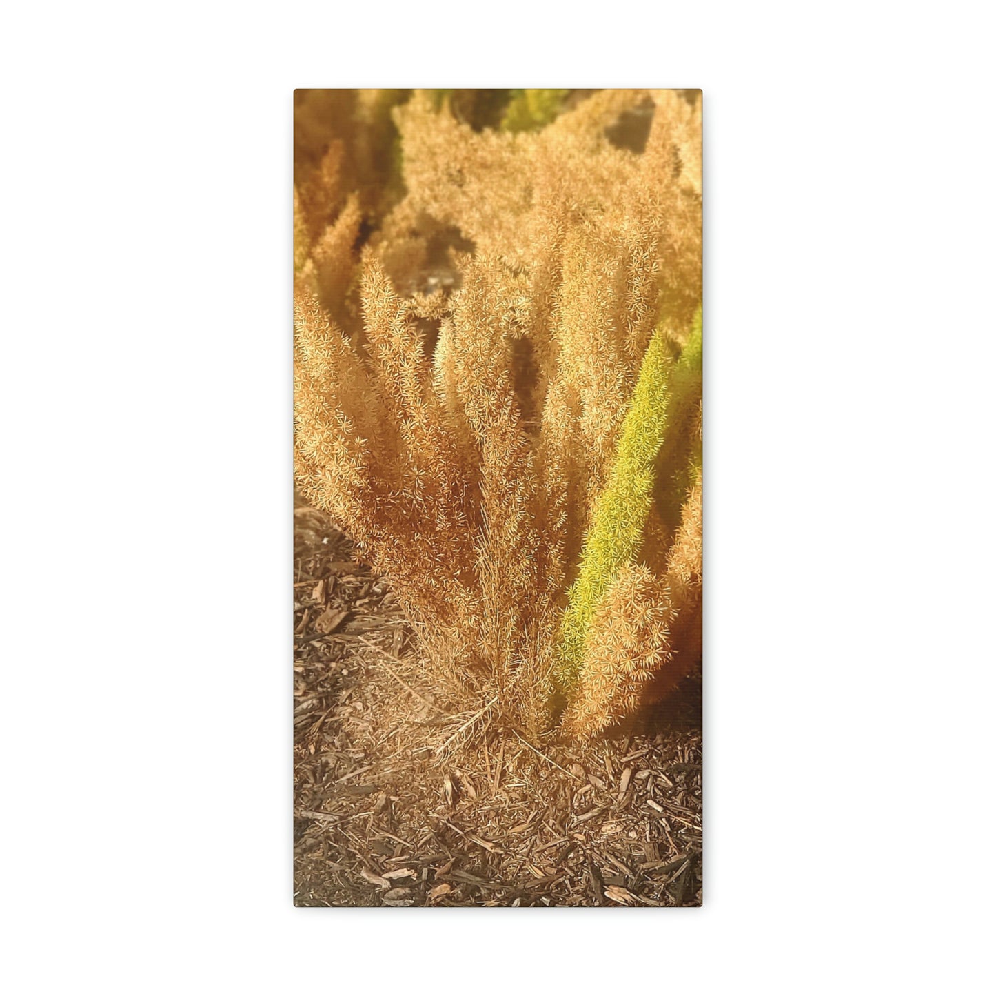 Golden Foxtail Fern | Wall Art Canvas | High Bloom Collection | Life By Ortavia