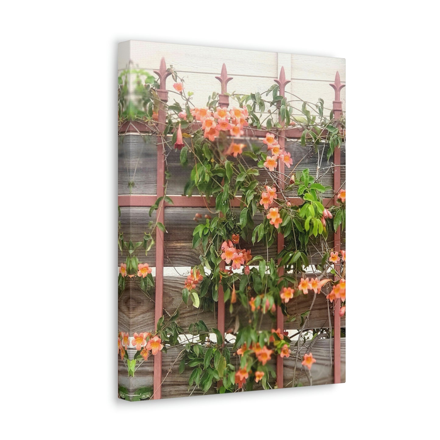 Flowers On A Rugged Fence | Wall Art Canvas | High Bloom Collection | Life By Ortavia