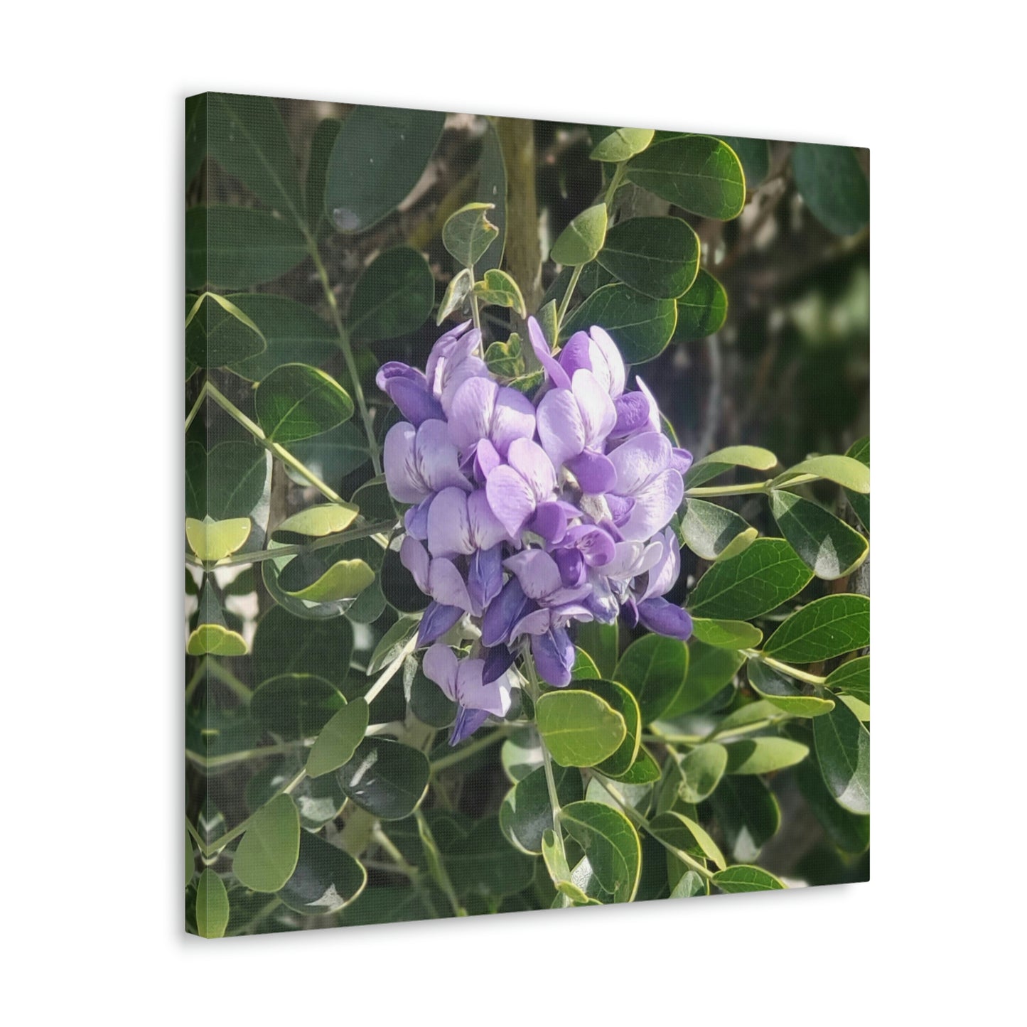 Purple Texas Mountain Laurel | Wall Art Canvas