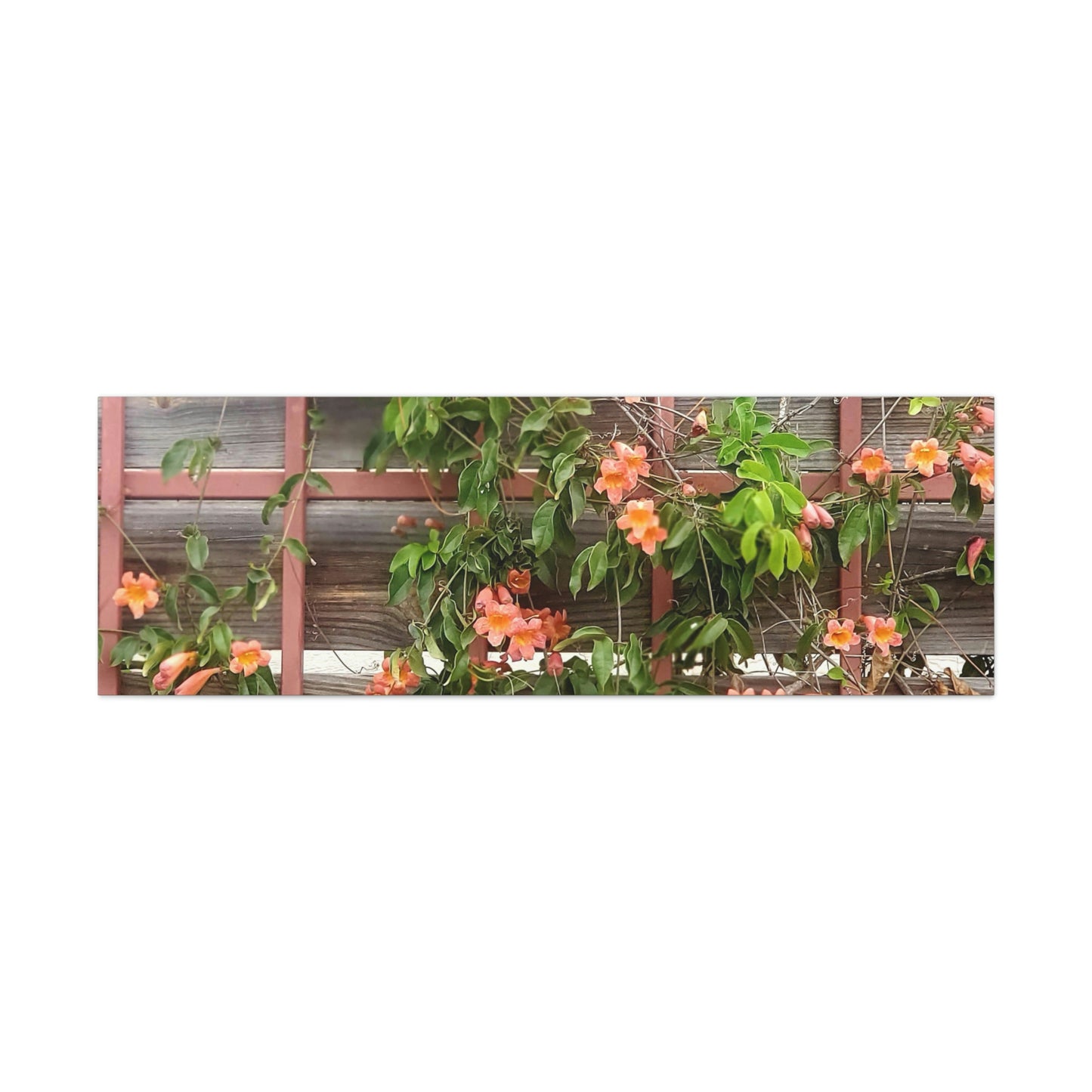 Flowers On A Rugged Fence | Wall Art Canvas | High Bloom Collection | Life By Ortavia