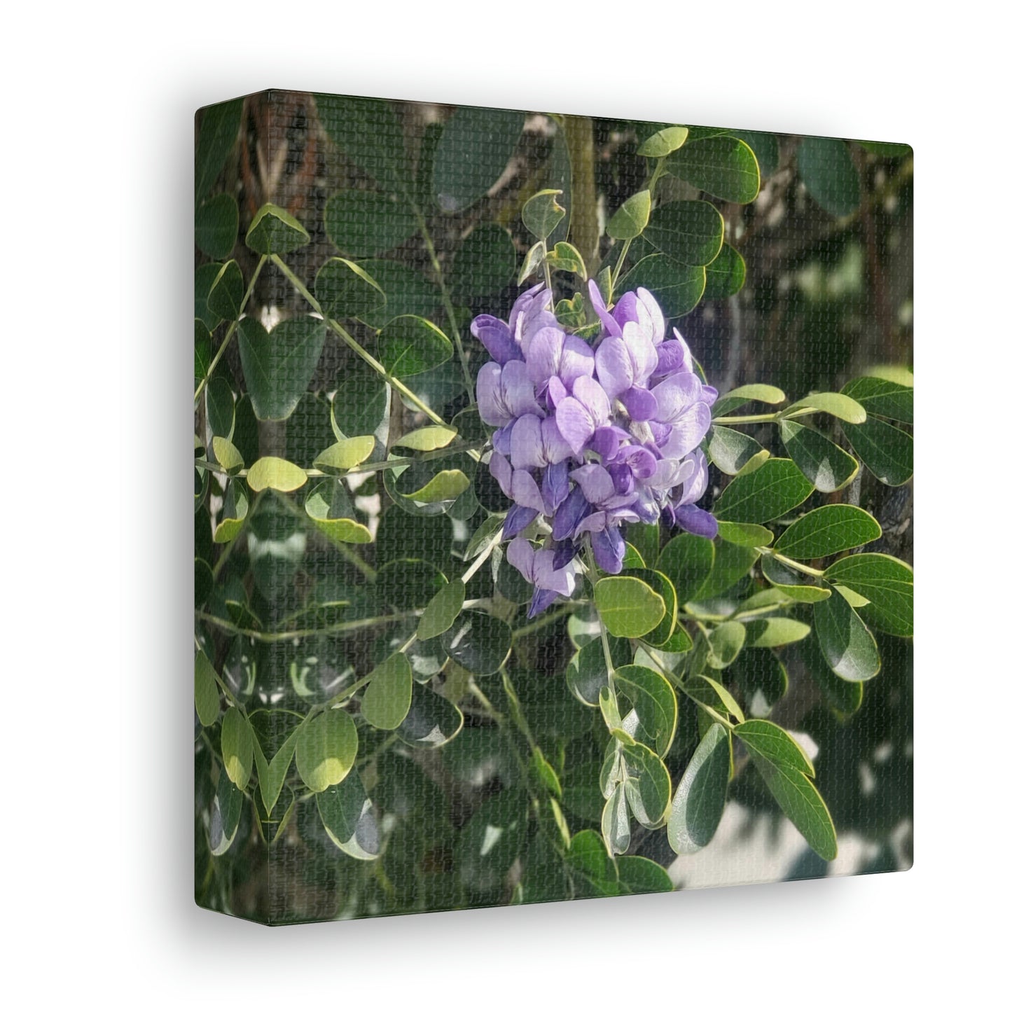 Purple Texas Mountain Laurel | Wall Art Canvas