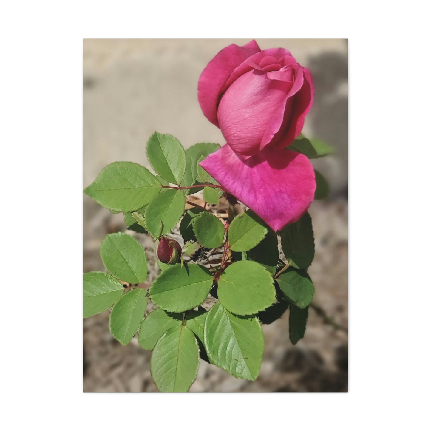 Dear Pink Rosa | High Bloom Collection | Canvas | Life By Ortavia