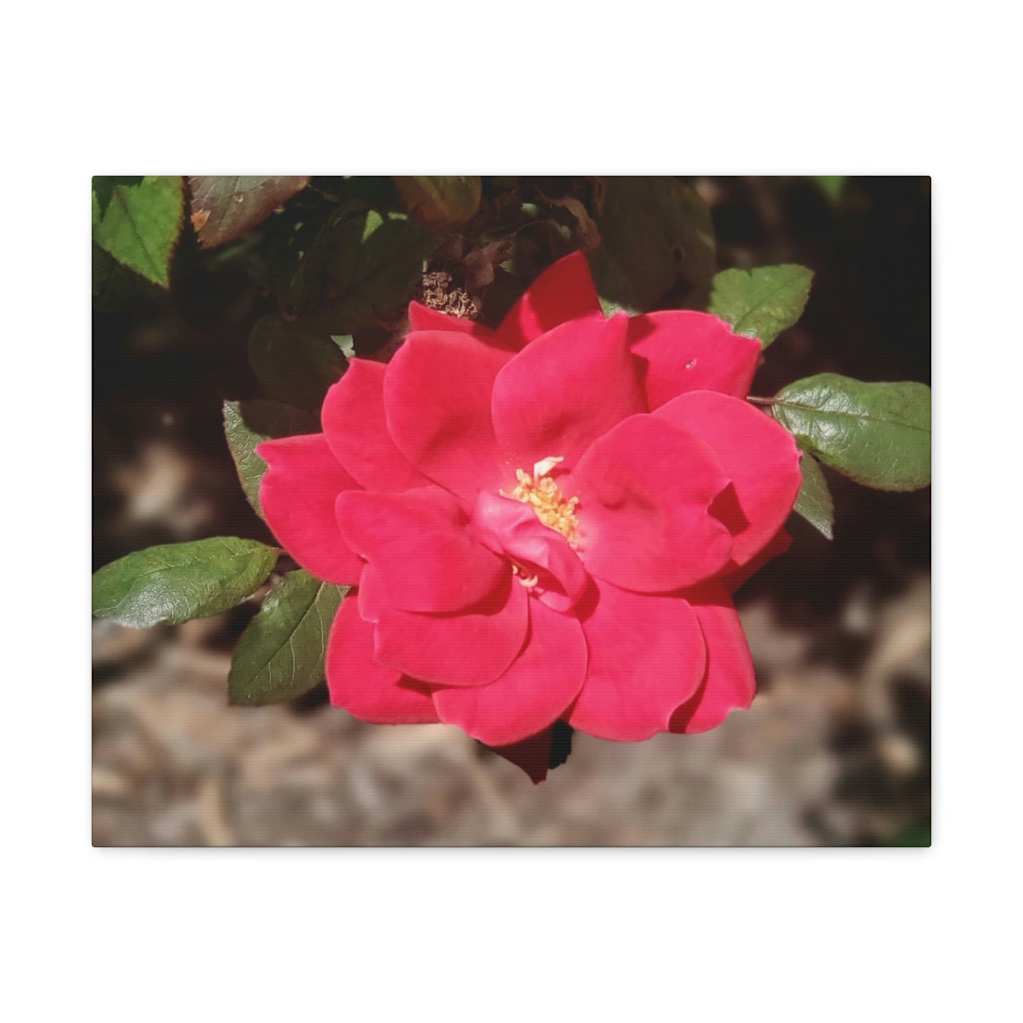 Knockout | Wall Art Print | High Bloom Collection | Life By Ortavia