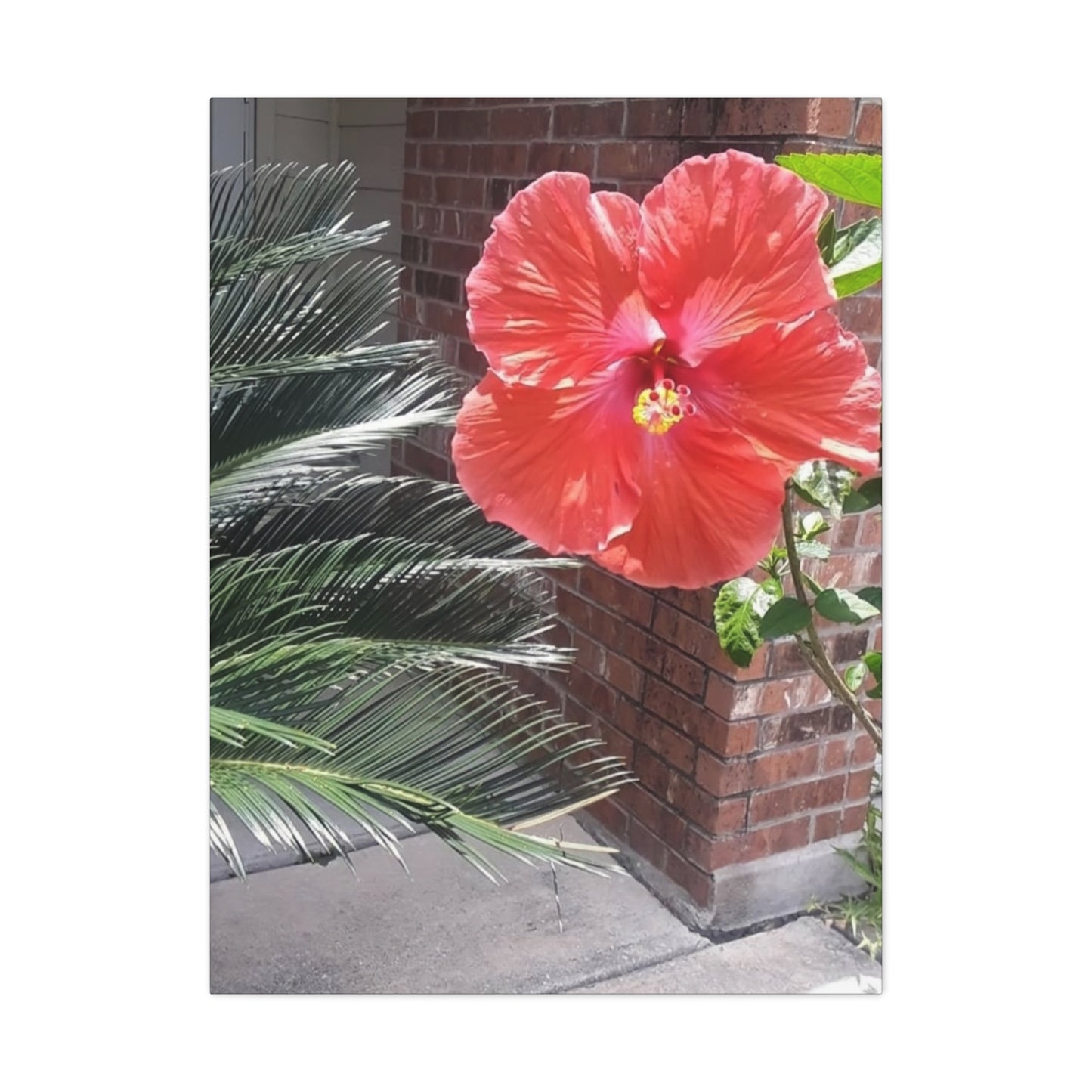 Art Prints & Wall Art, Gallery Canvas with Peach Hibiscus Flower