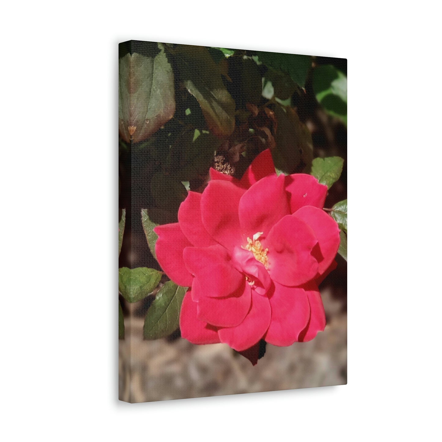 Knockout | Wall Art Print | High Bloom Collection | Life By Ortavia