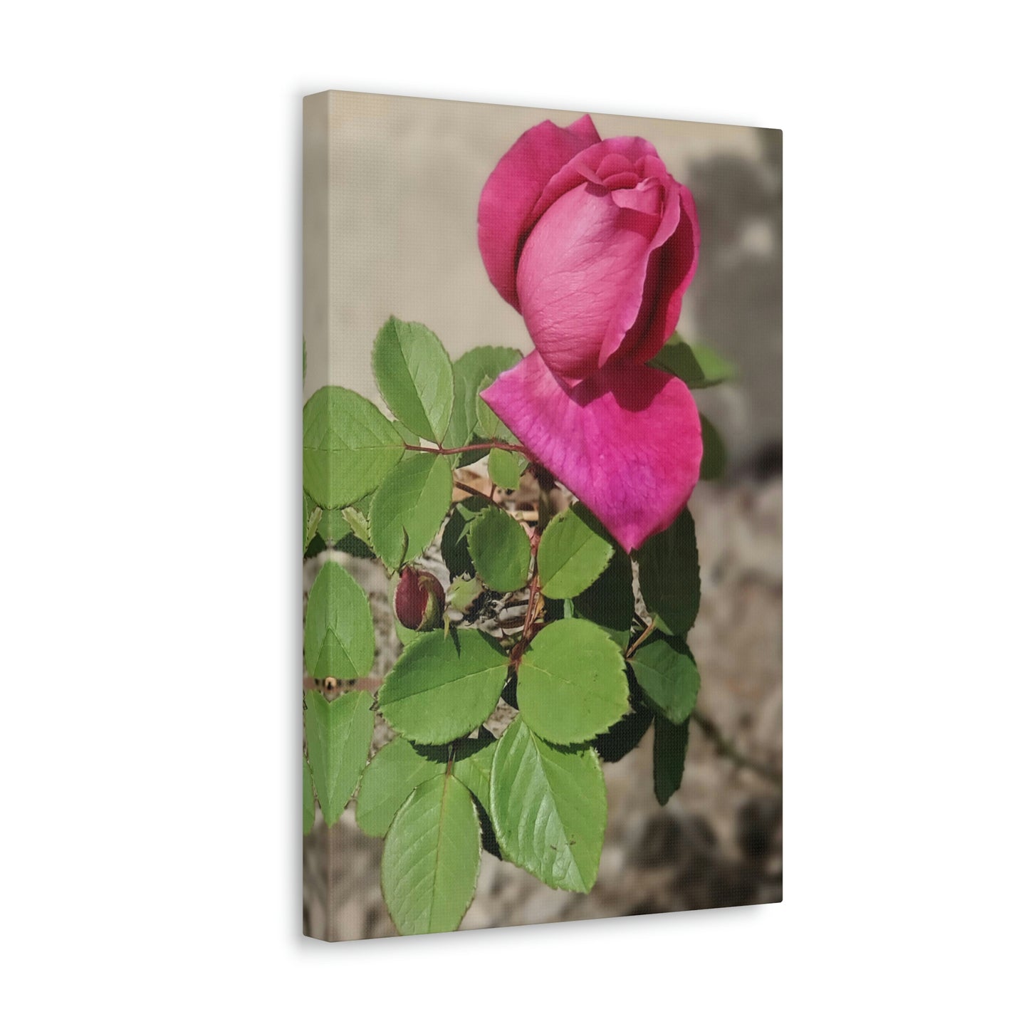 Dear Pink Rosa | High Bloom Collection | Canvas | Life By Ortavia