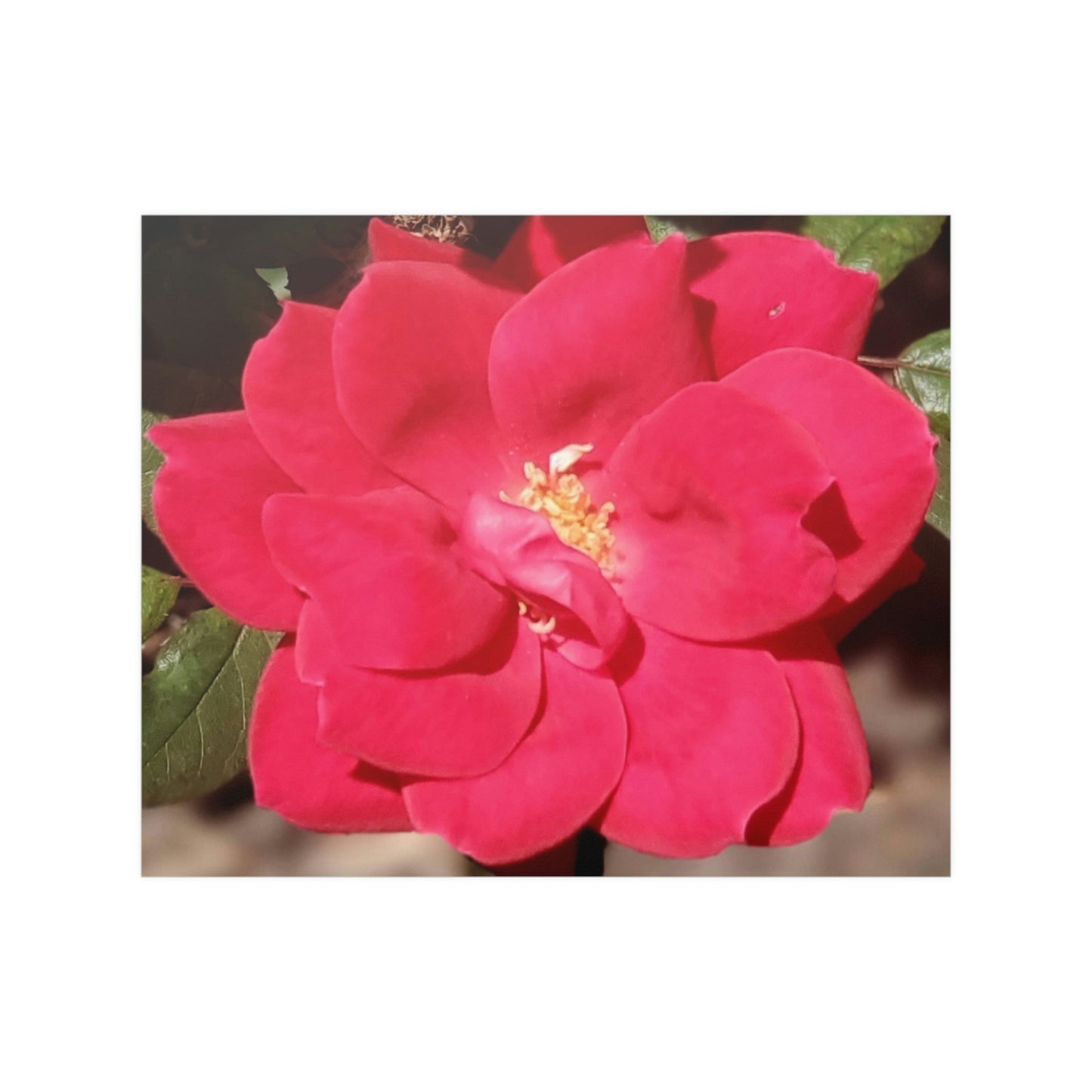 Knockout | Satin Posters (210gsm) | High Bloom Collection | Life By Ortavia