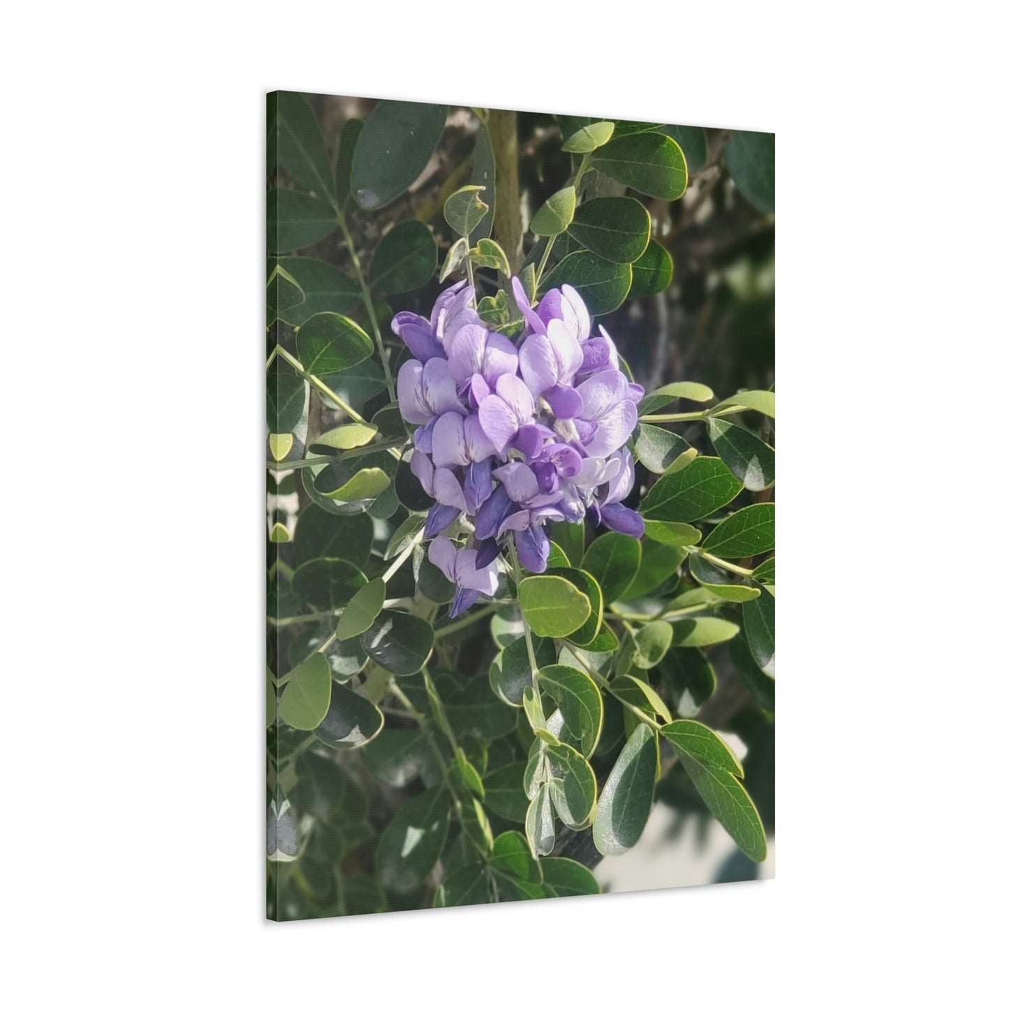 Purple Texas Mountain Laurel | Wall Art Canvas