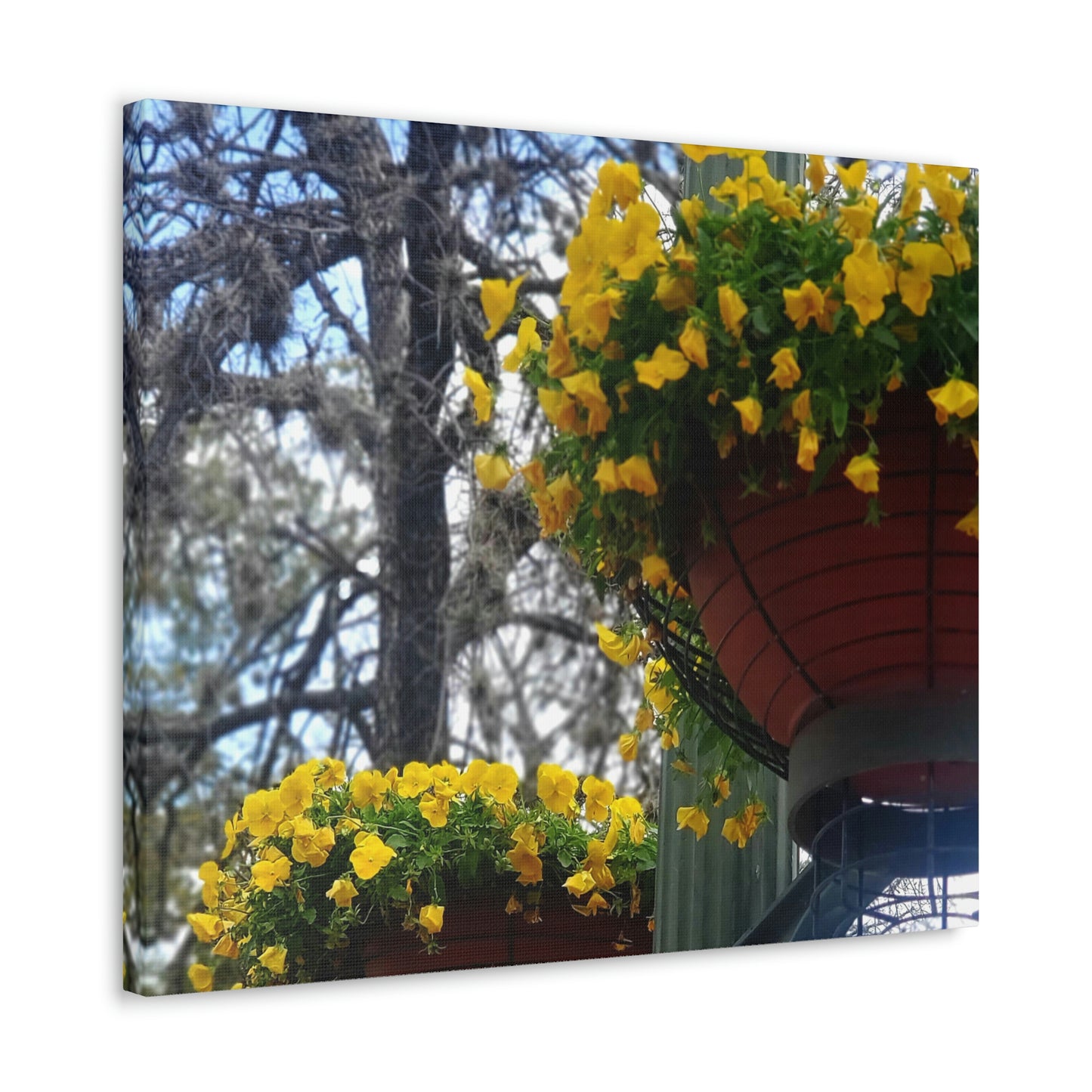 Yellow Pansies Downtown | Wall Art Canvas | High Bloom Collection | Life By Ortavia