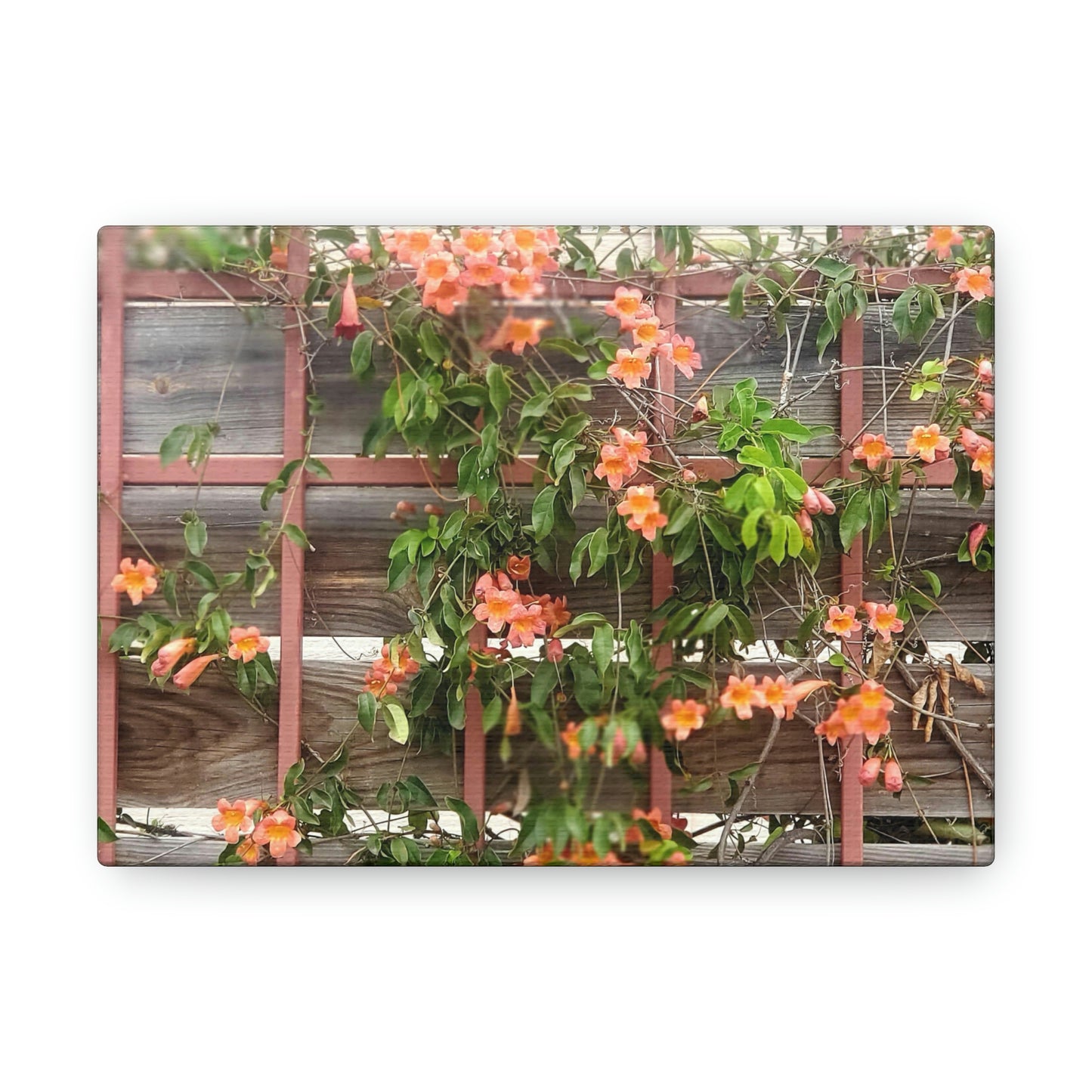 Flowers On A Rugged Fence | Wall Art Canvas | High Bloom Collection | Life By Ortavia