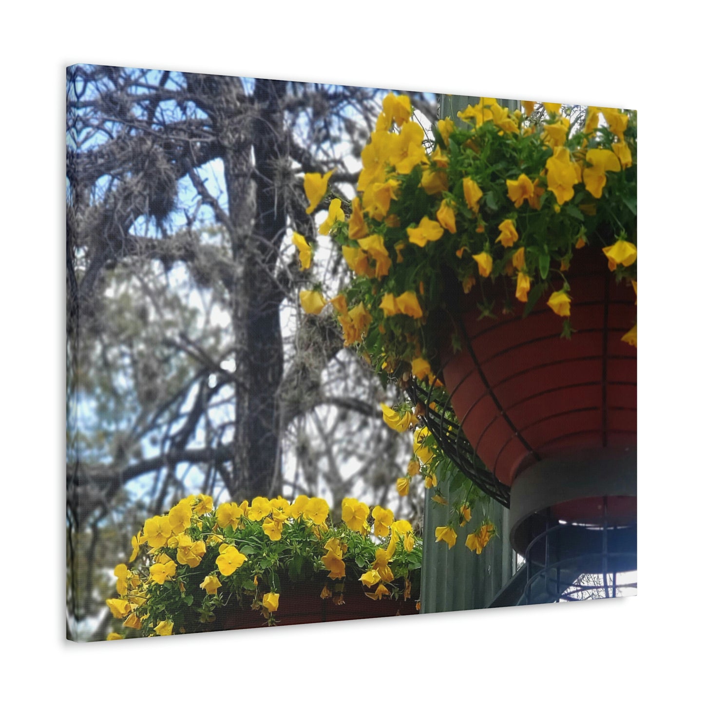 Yellow Pansies Downtown | Wall Art Canvas | High Bloom Collection | Life By Ortavia