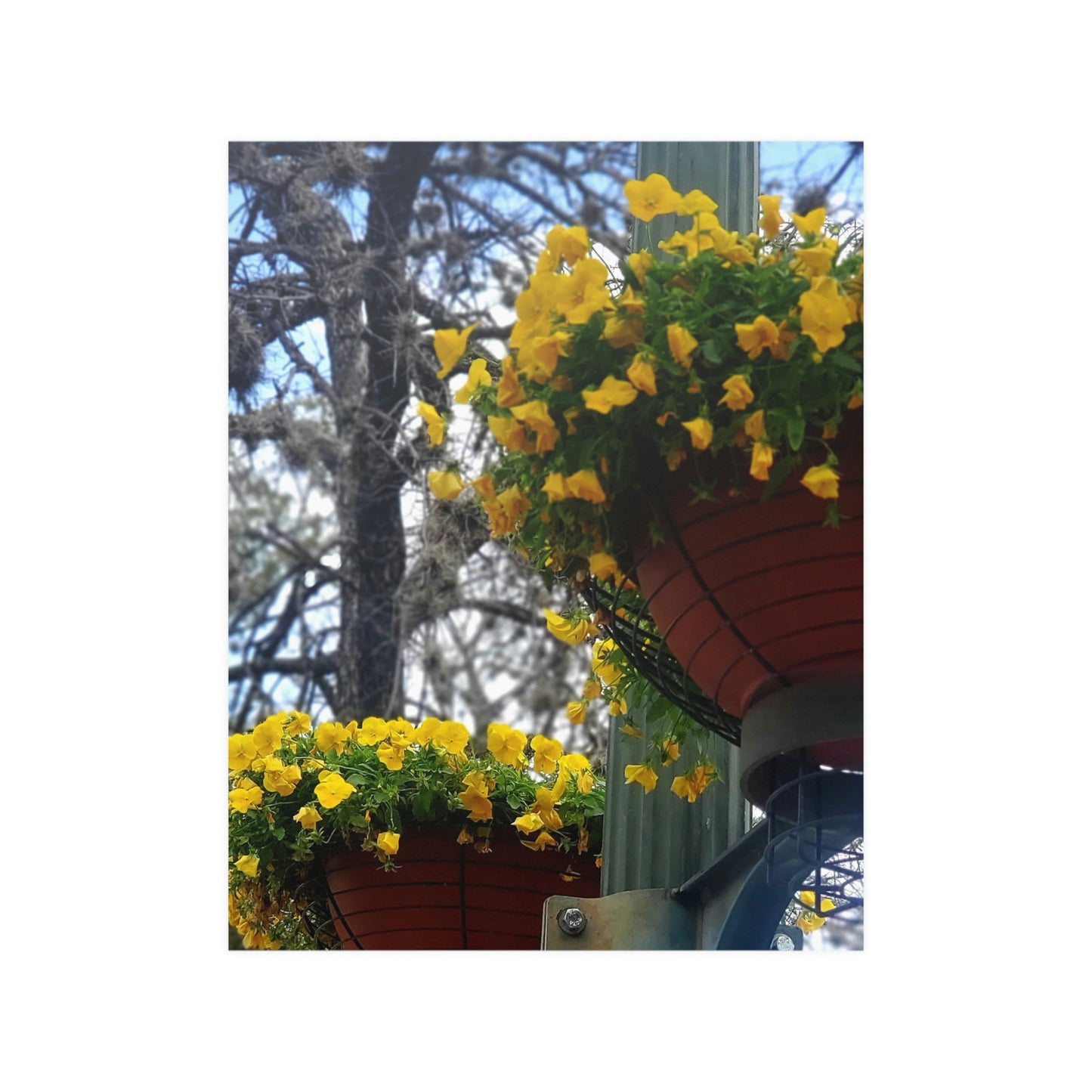 Yellow Pansies Downtown | Satin Posters (210gsm) | High Bloom Collection | Life By Ortavia