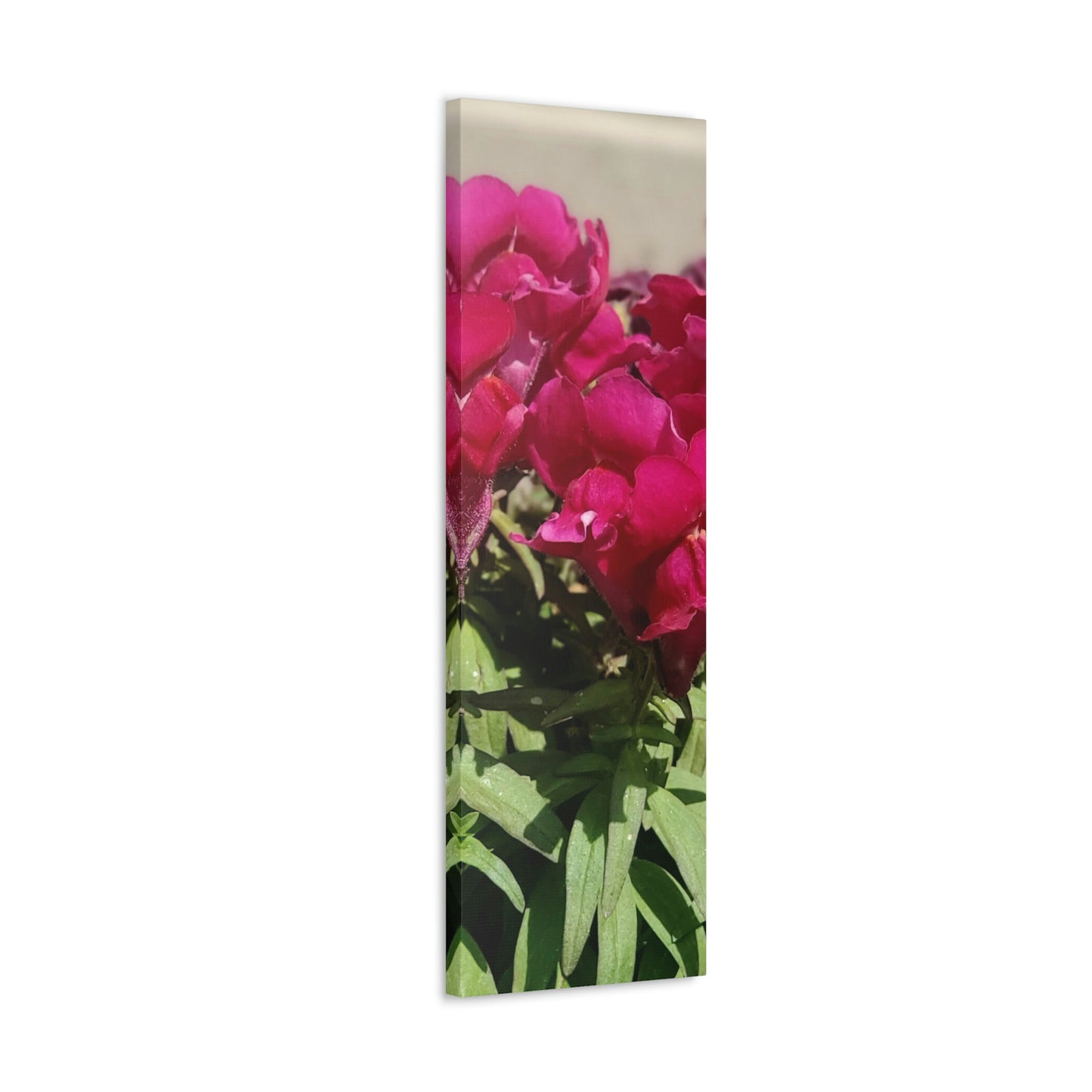 Magenta Snapdragon | Wall Art Canvas | High Bloom Collection | Life By Ortavia