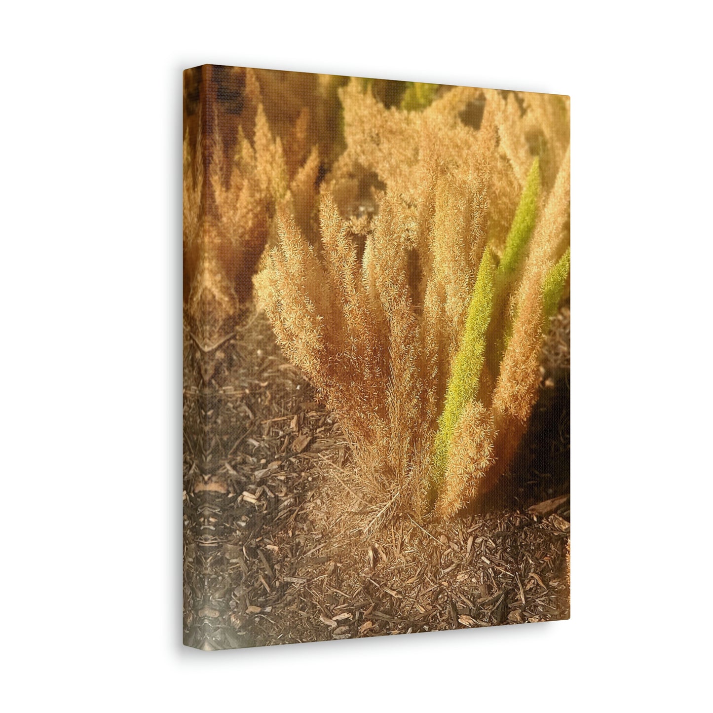 Golden Foxtail Fern | Wall Art Canvas | High Bloom Collection | Life By Ortavia