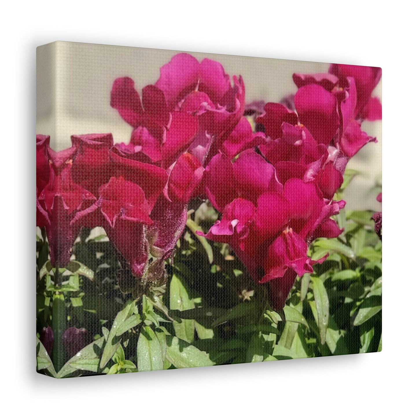 Magenta Snapdragon | Wall Art Canvas | High Bloom Collection | Life By Ortavia