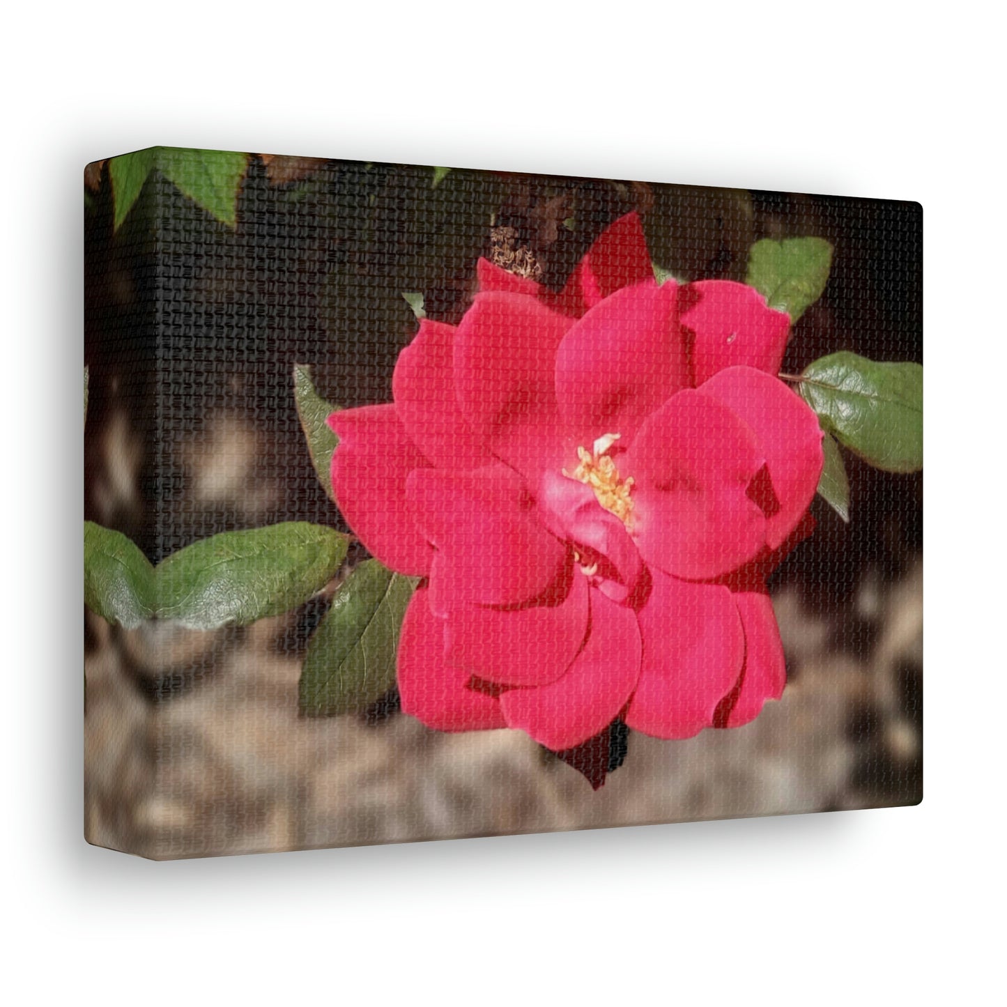 Knockout | Wall Art Print | High Bloom Collection | Life By Ortavia