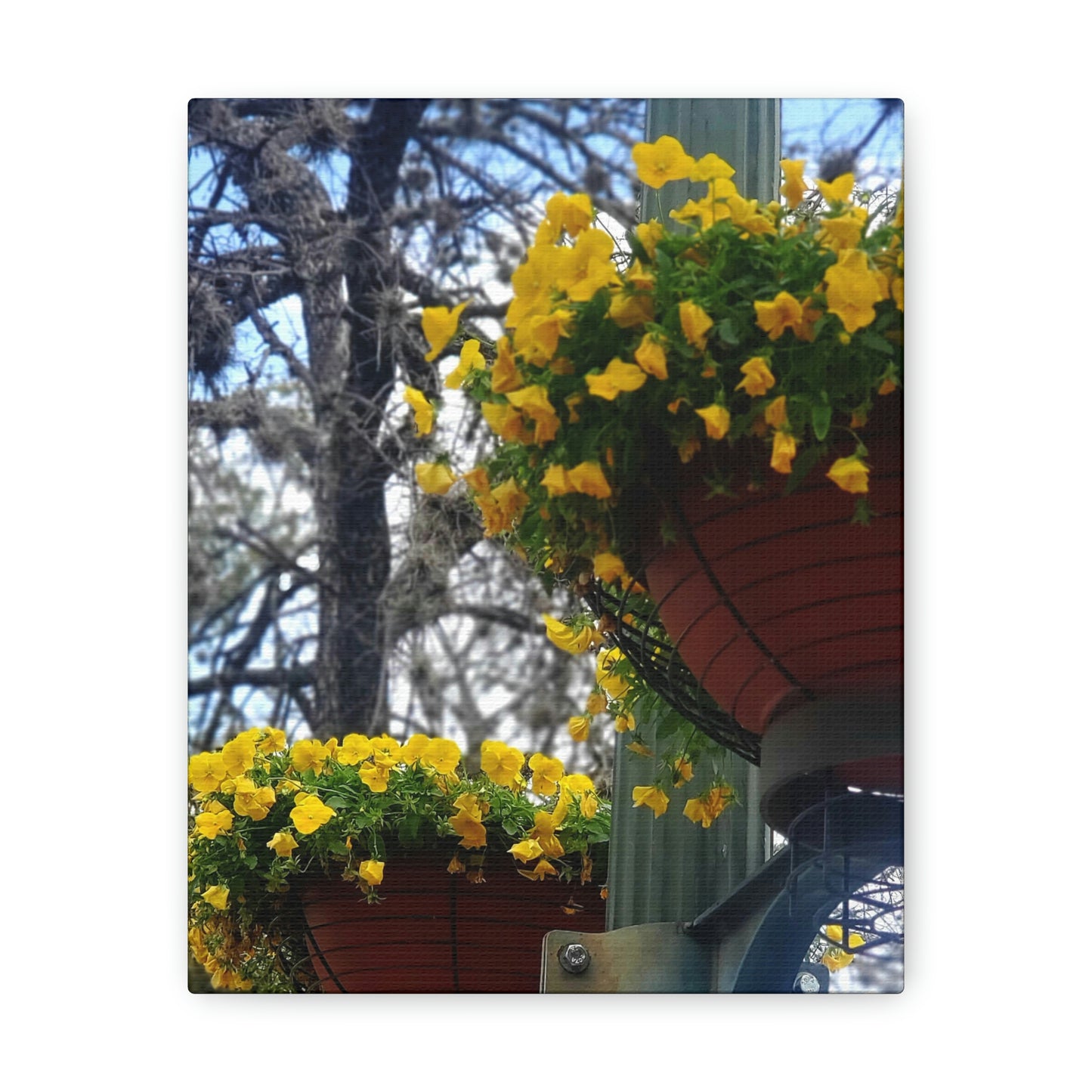 Yellow Pansies Downtown | Wall Art Canvas | High Bloom Collection | Life By Ortavia