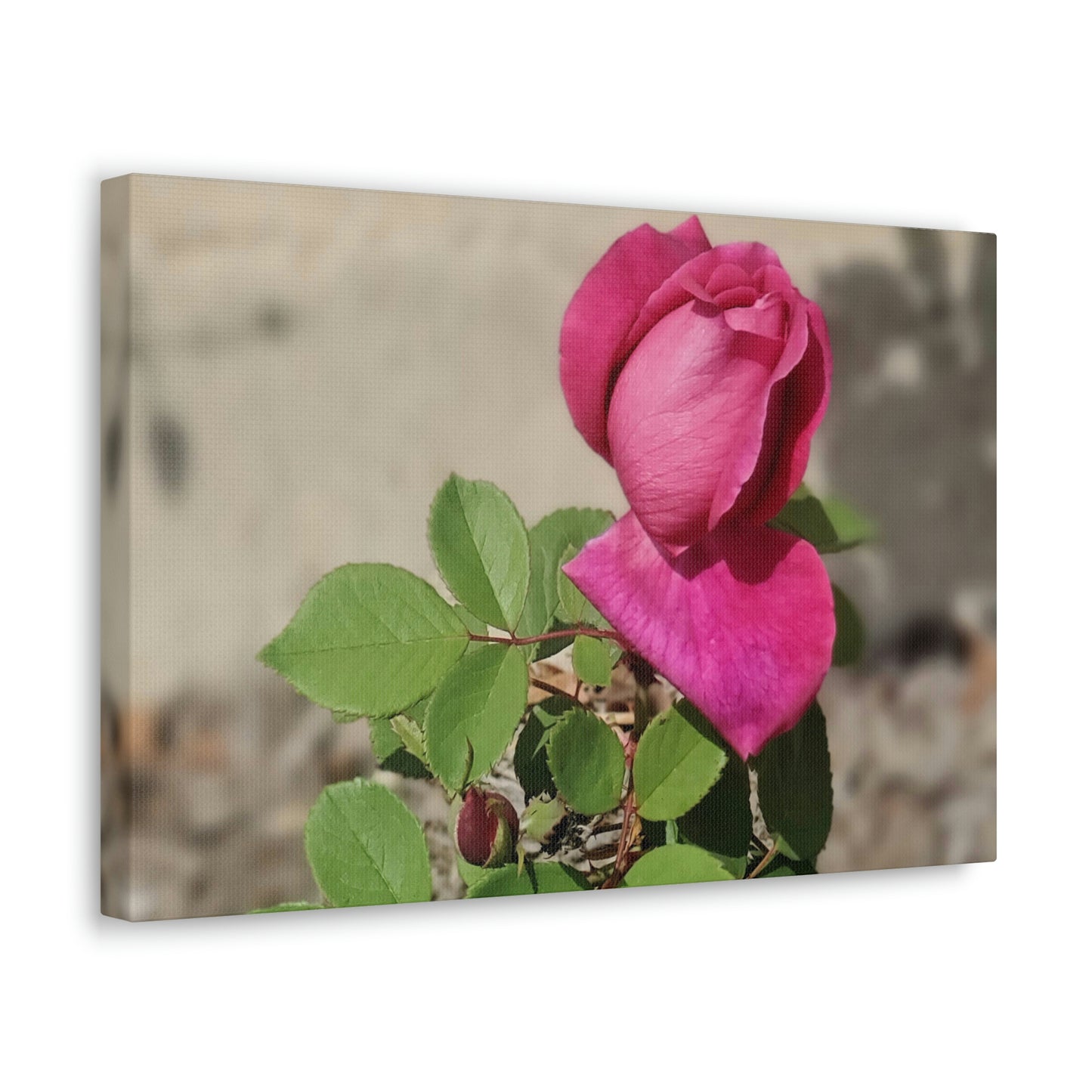 Dear Pink Rosa | High Bloom Collection | Canvas | Life By Ortavia