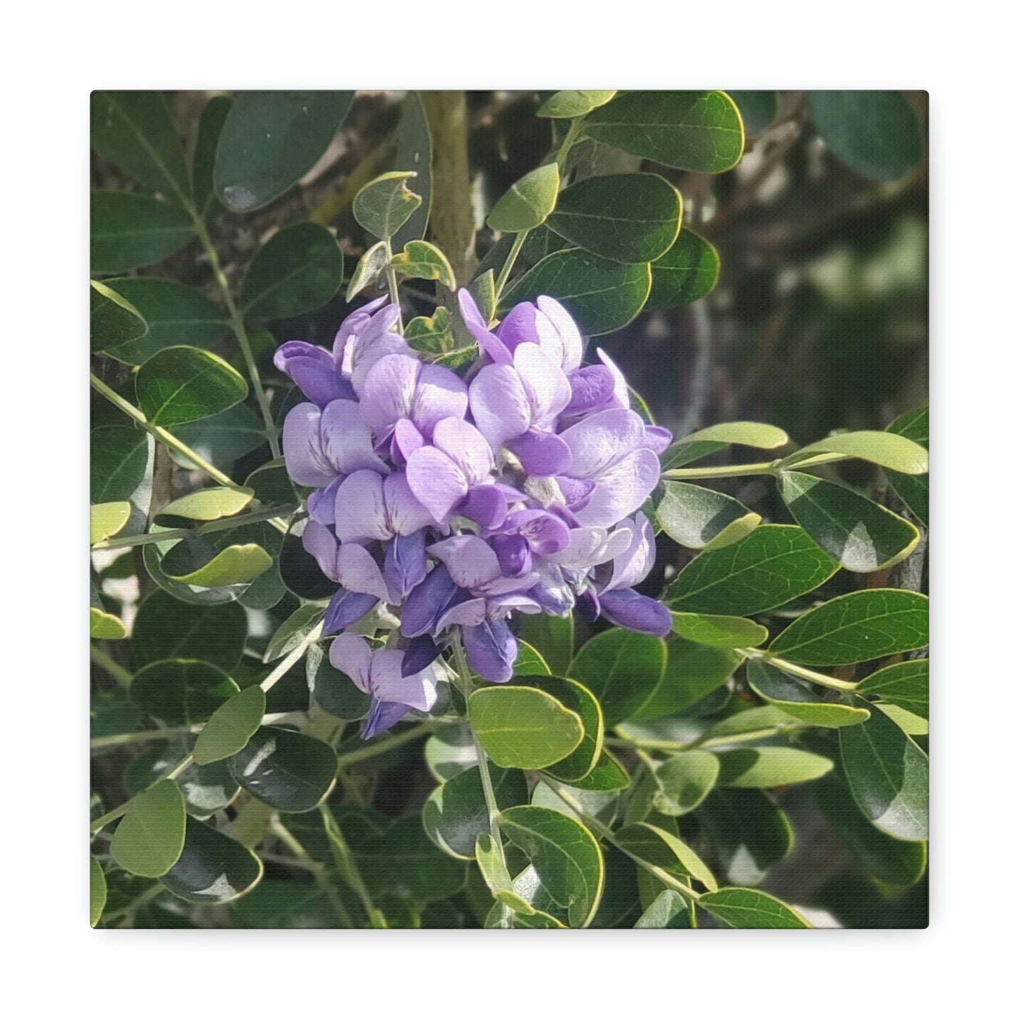 Purple Texas Mountain Laurel | Wall Art Canvas