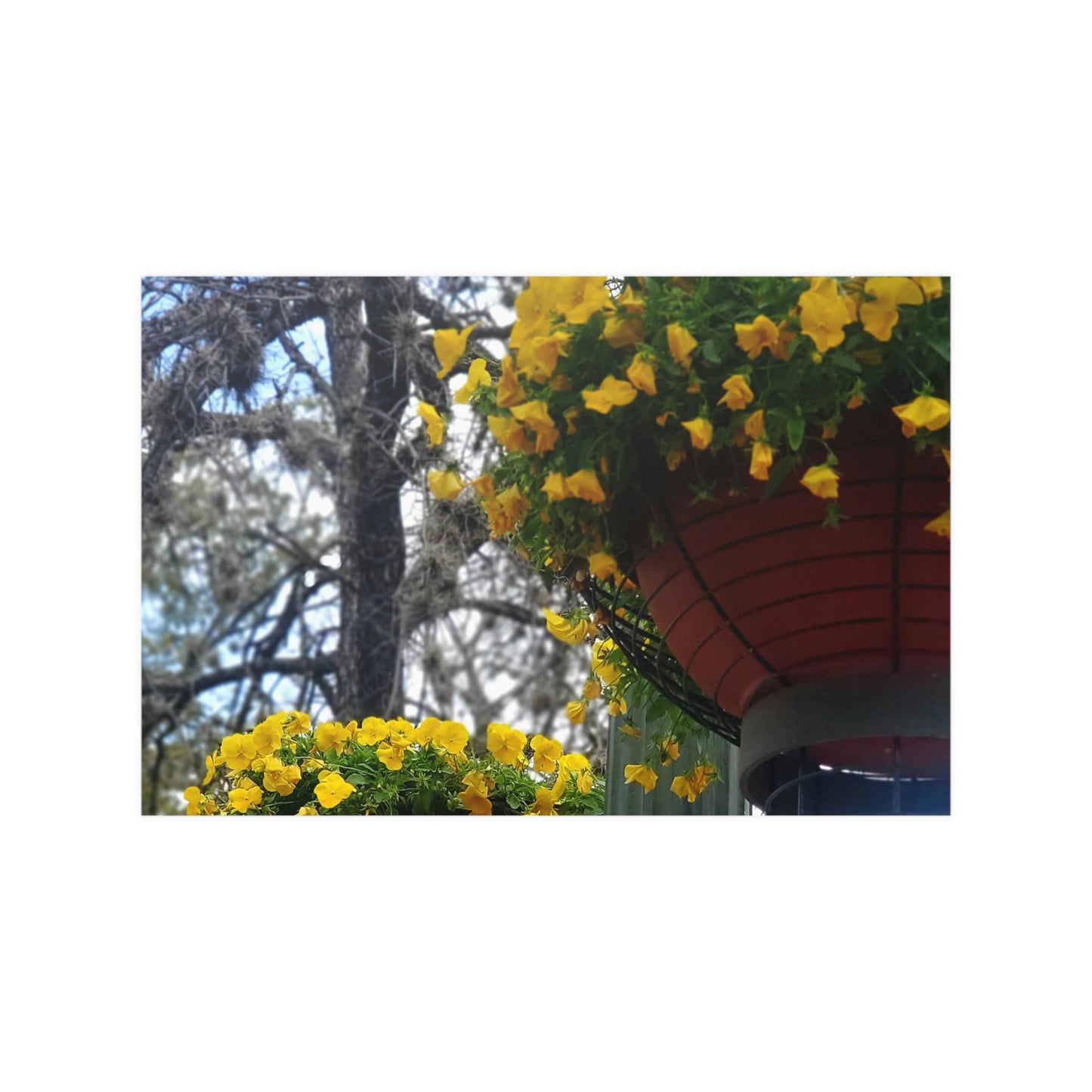 Yellow Pansies Downtown | Satin Posters (210gsm) | High Bloom Collection | Life By Ortavia