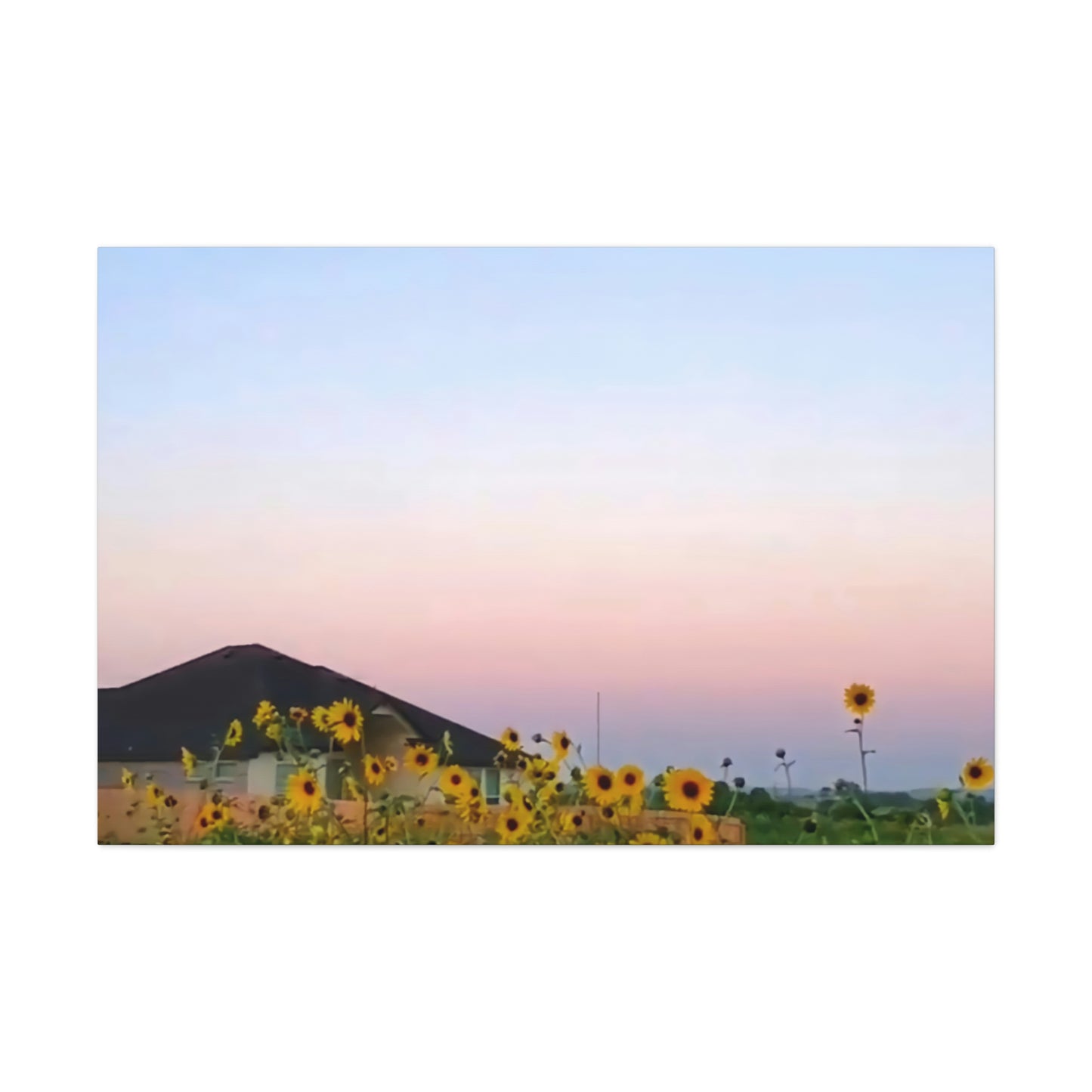 Sunflowers and a Rainbow Sky Canvas Gallery Wraps