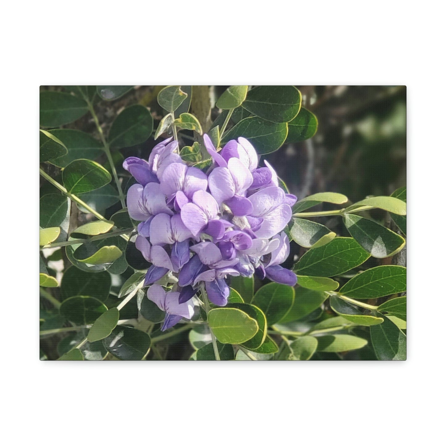 Purple Texas Mountain Laurel | Wall Art Canvas