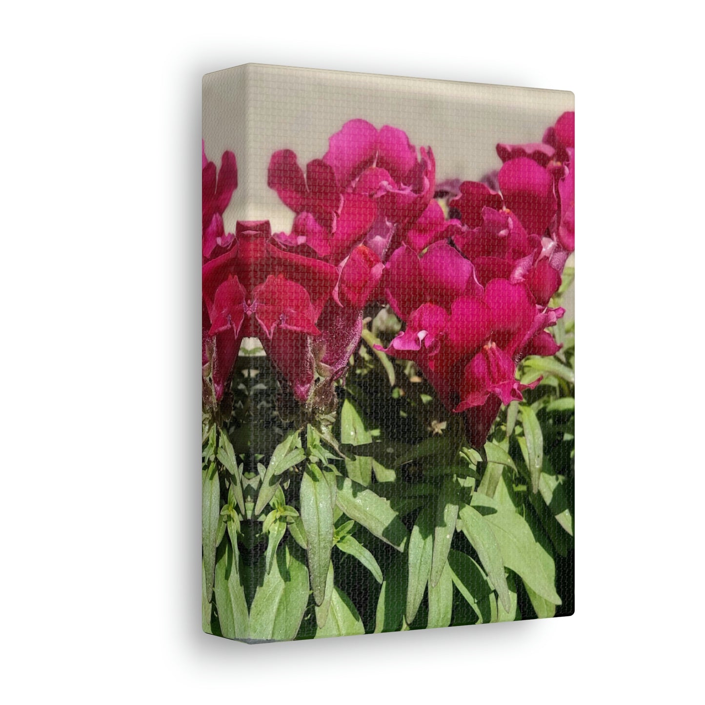 Magenta Snapdragon | Wall Art Canvas | High Bloom Collection | Life By Ortavia
