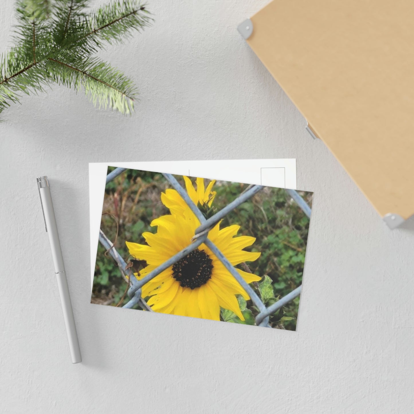 Sunflower Behind A Fence Fine Art Postcards
