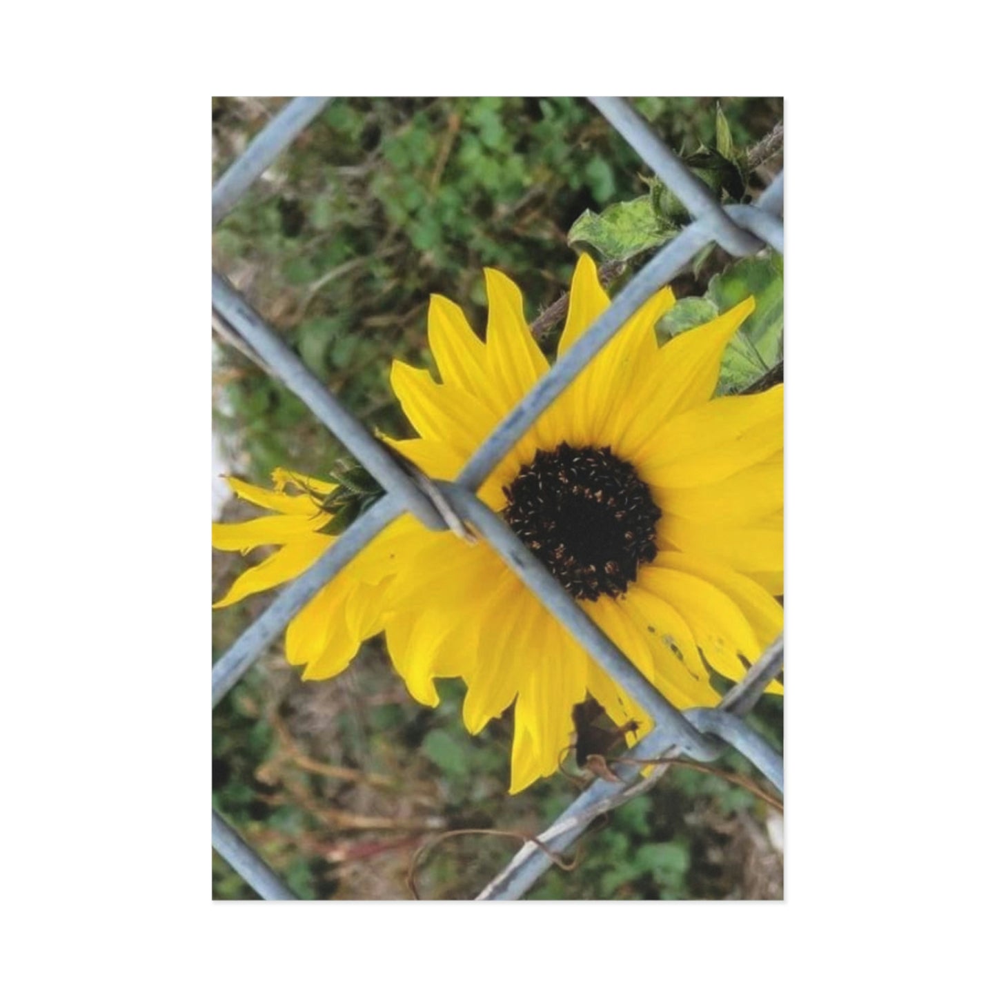 Sunflower Behind A Fence Fine Art Postcards