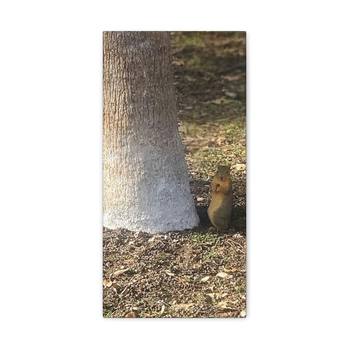 Squirrel and A Nut | Wall Art Print | Urban Geographic Collection | Life By Ortavia