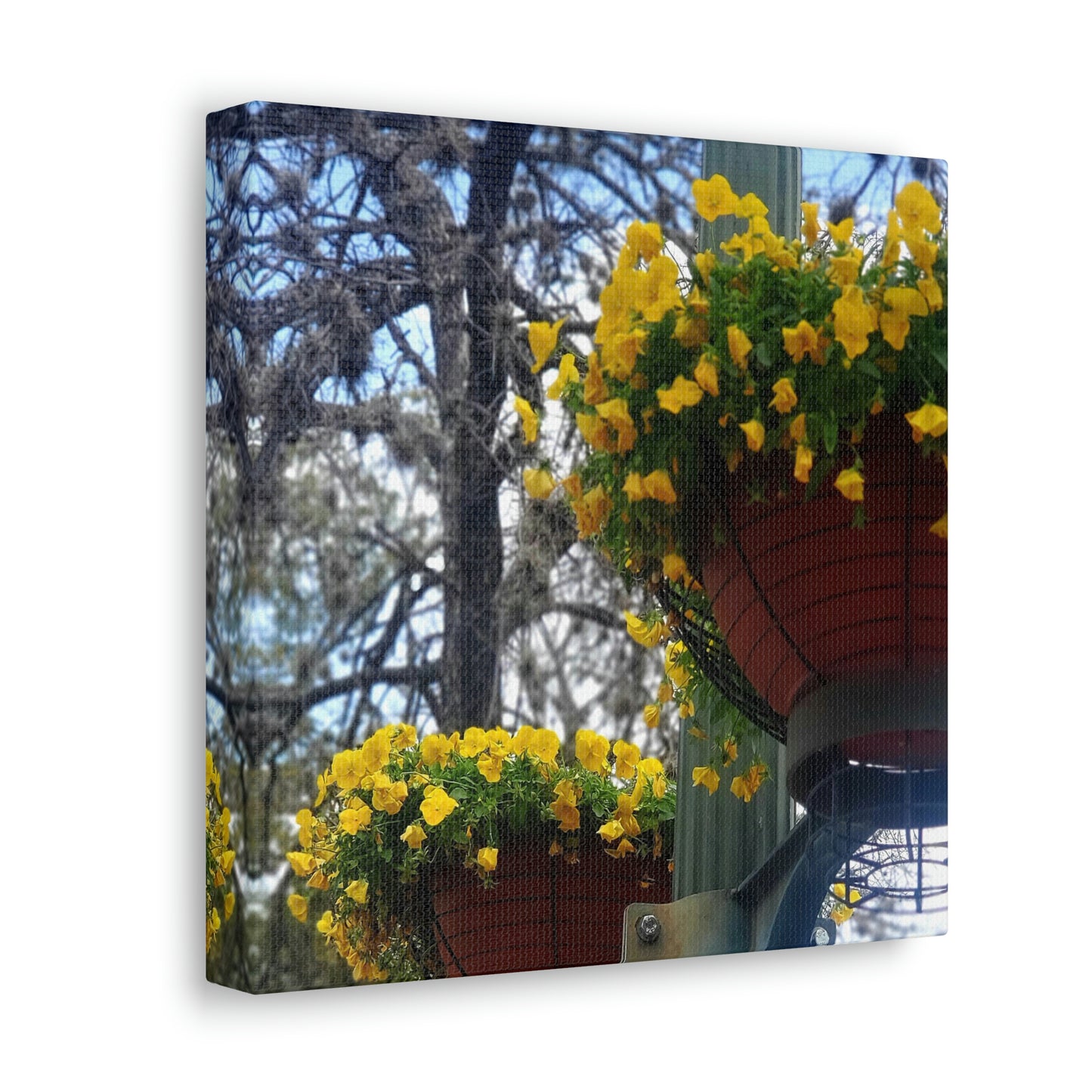 Yellow Pansies Downtown | Wall Art Canvas | High Bloom Collection | Life By Ortavia
