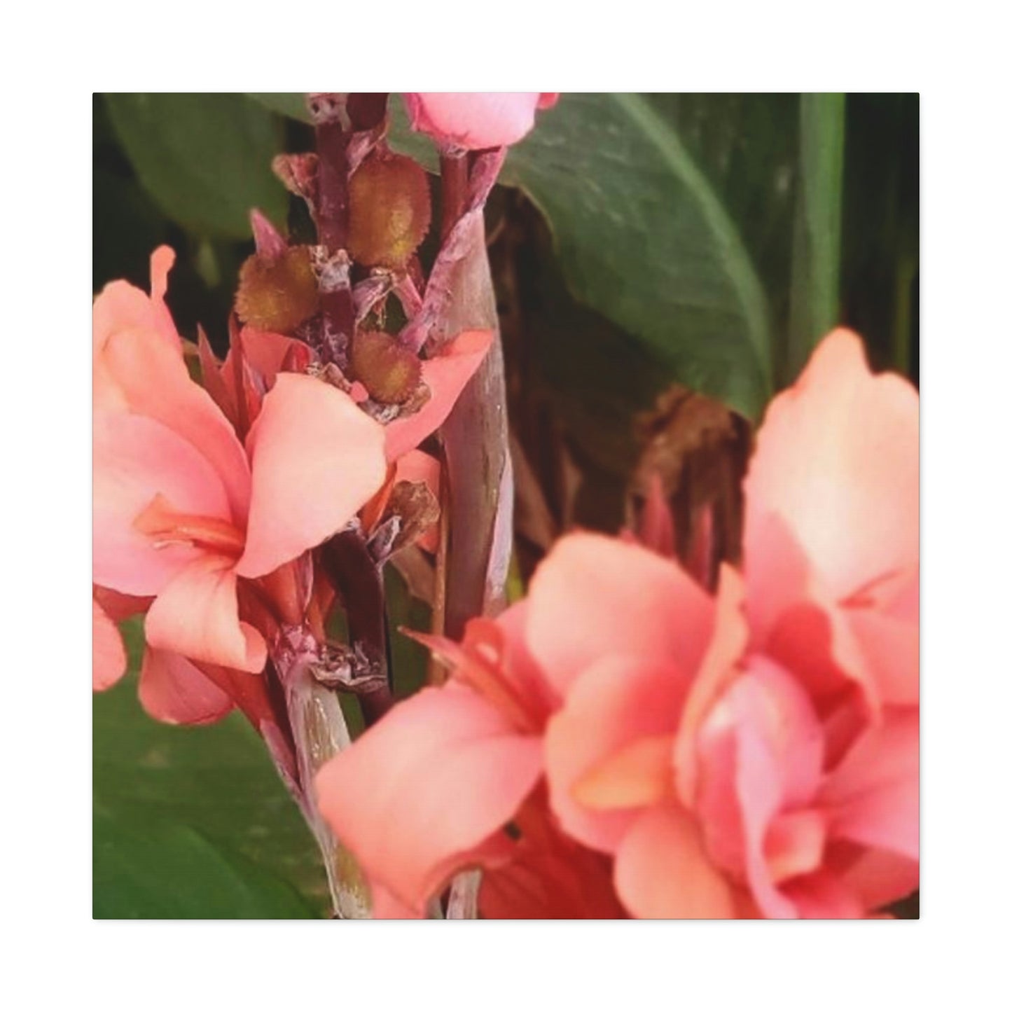 Art Prints & Wall Art, Canvas Gallery with Pink Canna Flower