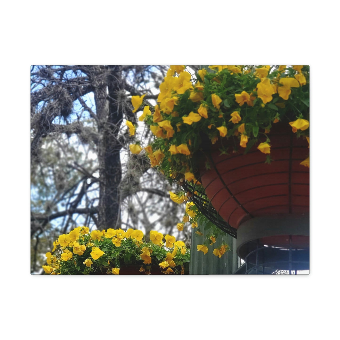Yellow Pansies Downtown | Wall Art Canvas | High Bloom Collection | Life By Ortavia