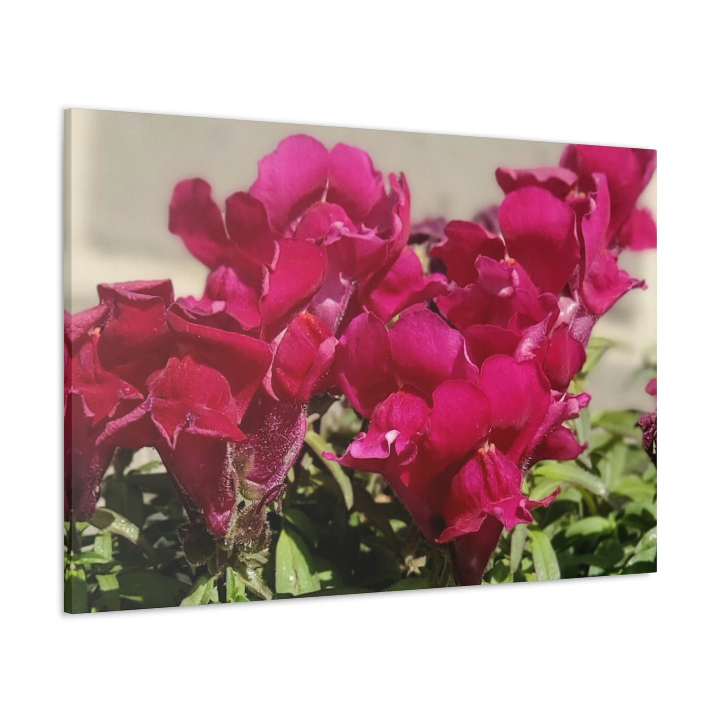 Magenta Snapdragon | Wall Art Canvas | High Bloom Collection | Life By Ortavia