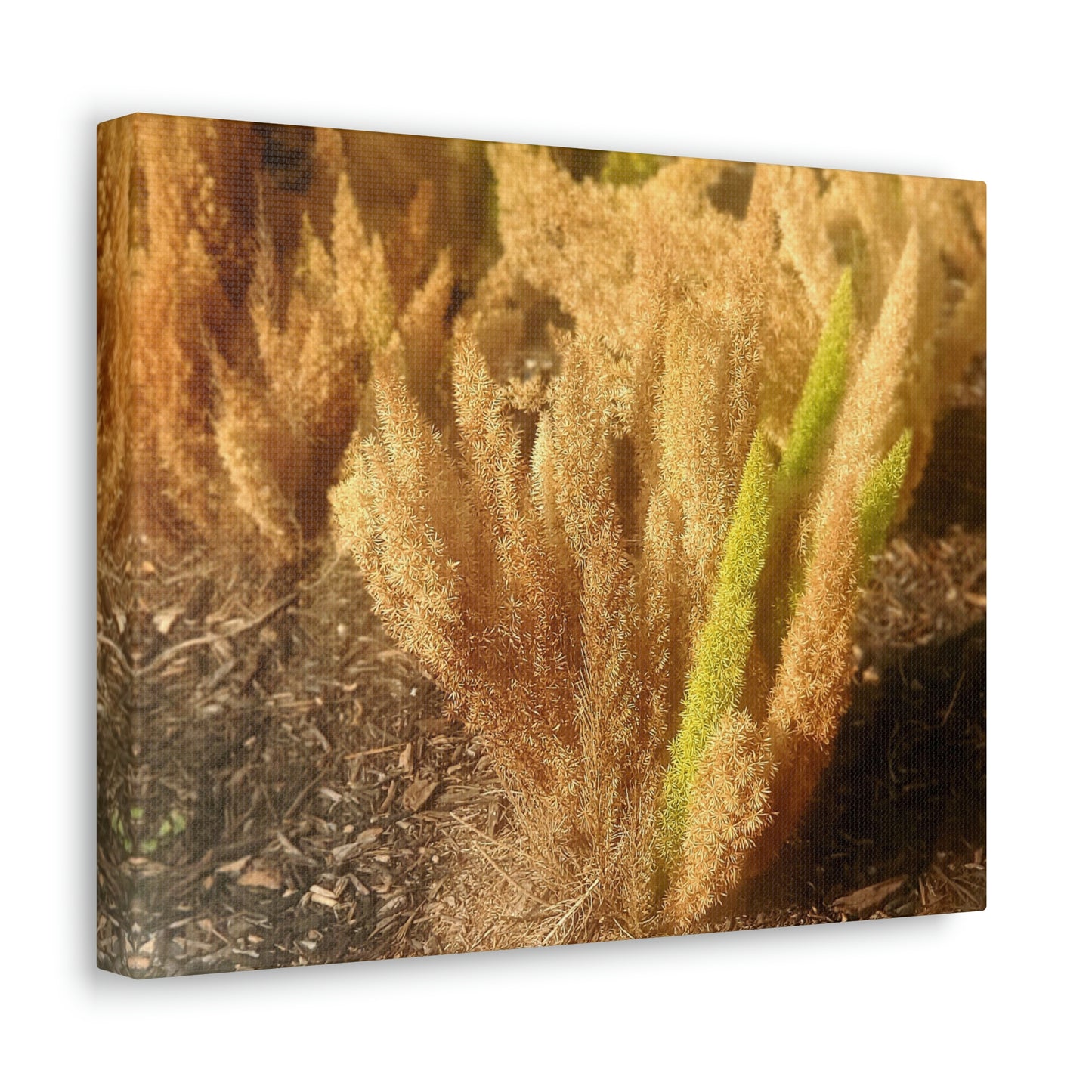 Golden Foxtail Fern | Wall Art Canvas | High Bloom Collection | Life By Ortavia