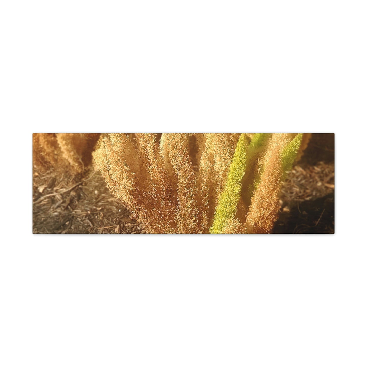Golden Foxtail Fern | Wall Art Canvas | High Bloom Collection | Life By Ortavia