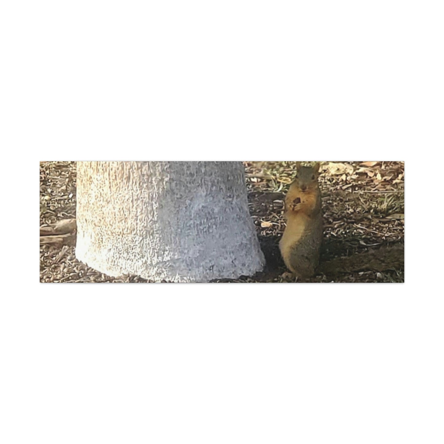 Squirrel and A Nut | Wall Art Print | Urban Geographic Collection | Life By Ortavia
