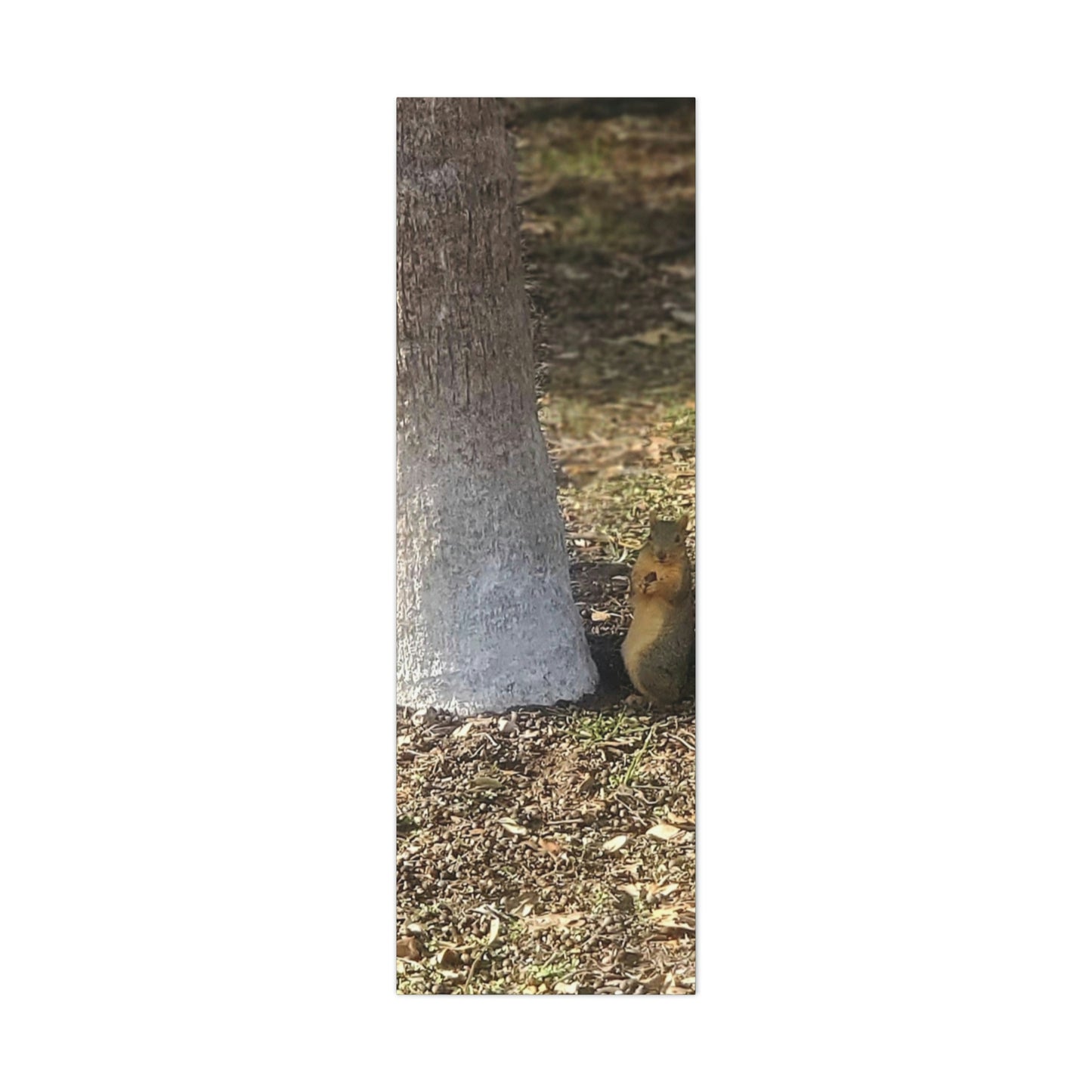 Squirrel and A Nut | Wall Art Print | Urban Geographic Collection | Life By Ortavia