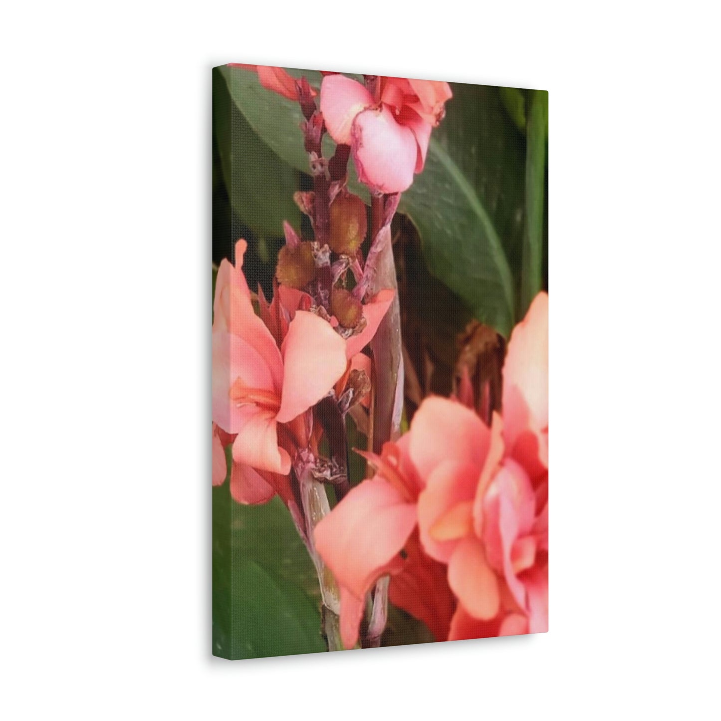 Art Prints & Wall Art, Canvas Gallery with Pink Canna Flower