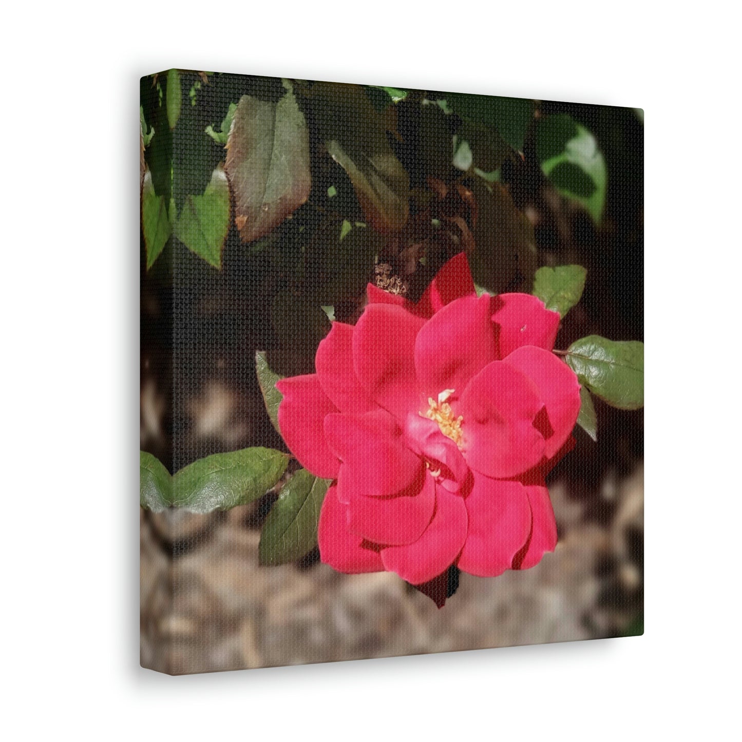 Knockout | Wall Art Print | High Bloom Collection | Life By Ortavia