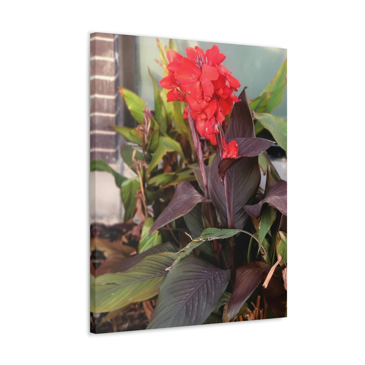 Red Canna | High Bloom Collection | Wall Art Print | Life By Ortavia