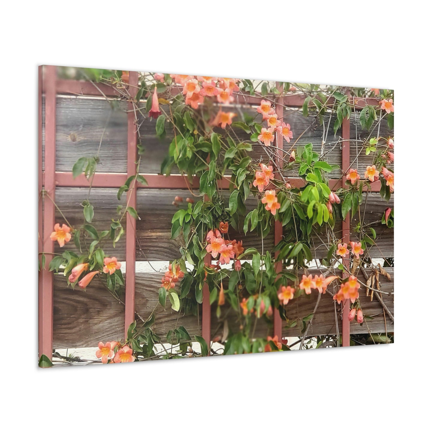Flowers On A Rugged Fence | Wall Art Canvas | High Bloom Collection | Life By Ortavia