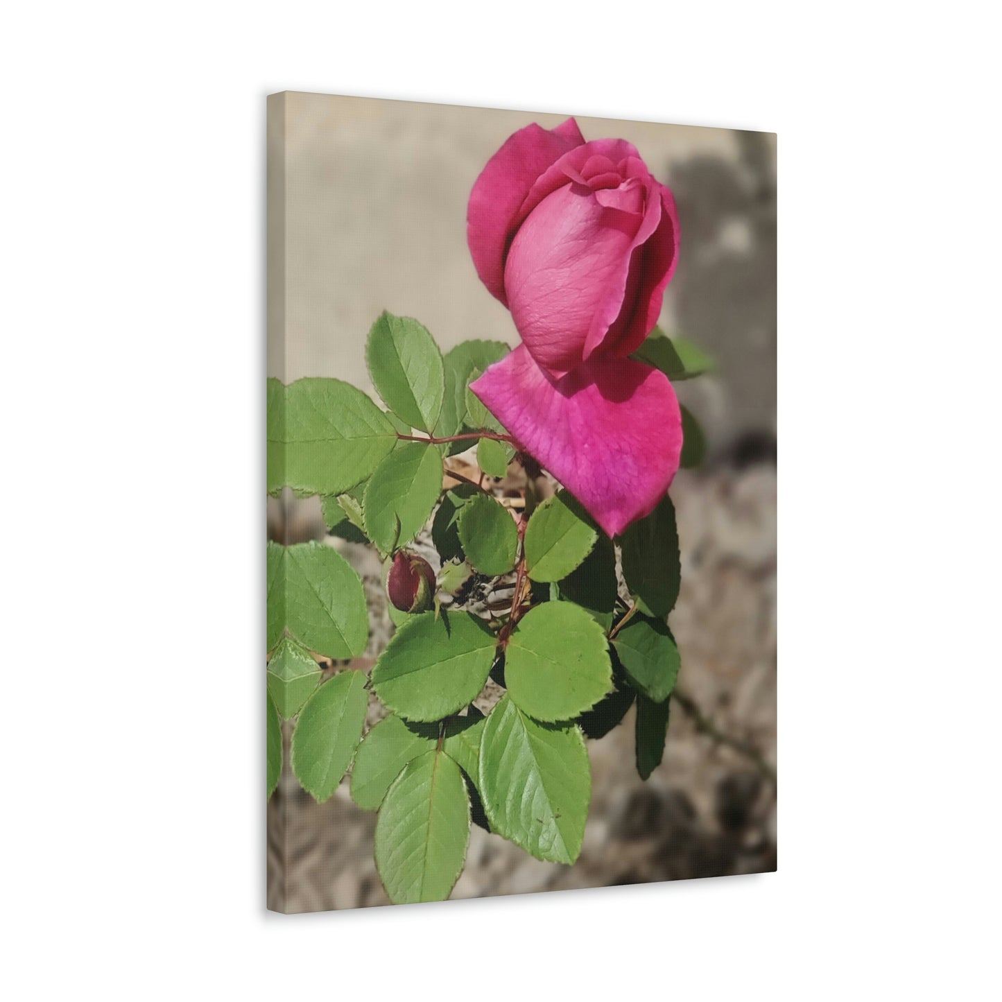 Dear Pink Rosa | High Bloom Collection | Canvas | Life By Ortavia