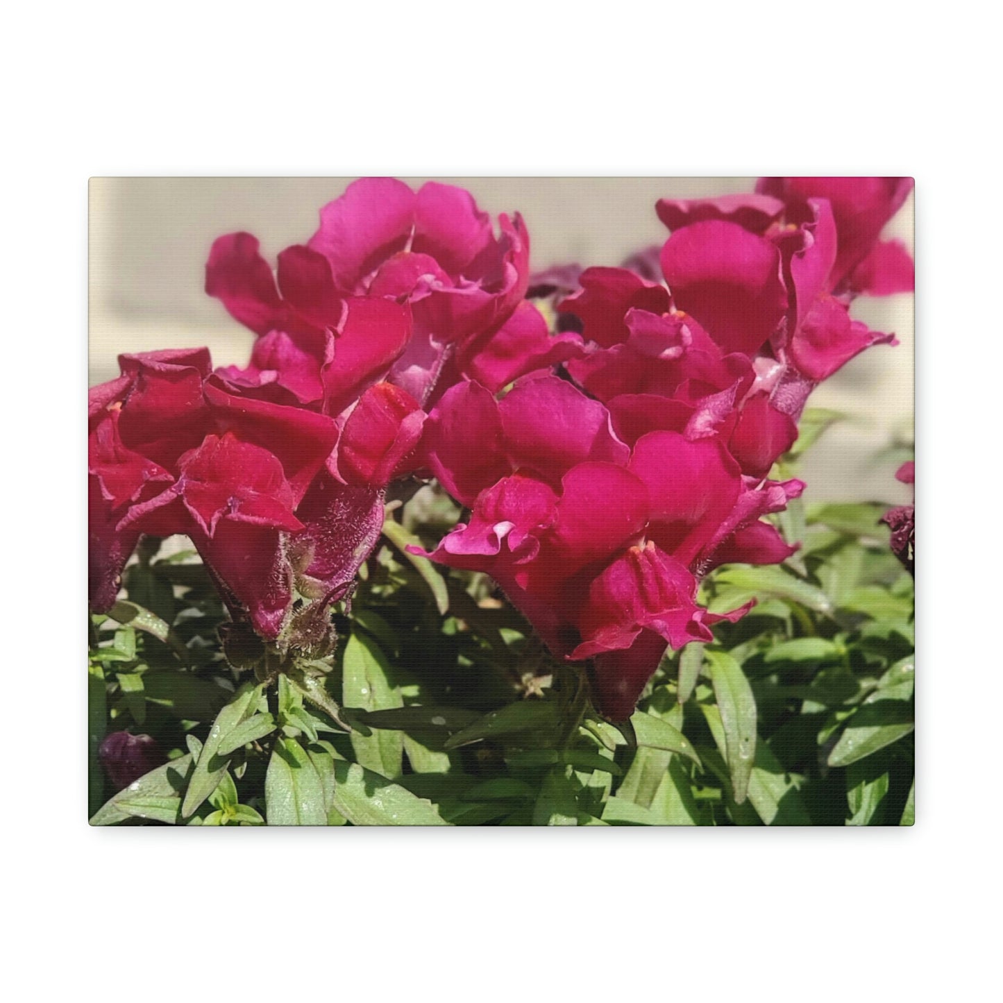 Magenta Snapdragon | Wall Art Canvas | High Bloom Collection | Life By Ortavia