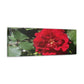 Europeana Red Rose | Wall Art Print | High Bloom Collection | Life By Ortavia