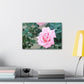 Focus on a Pink Rose | High Bloom Collection | Wall Art Print | Life By Ortavia