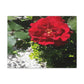 Europeana Red Rose | Wall Art Print | High Bloom Collection | Life By Ortavia